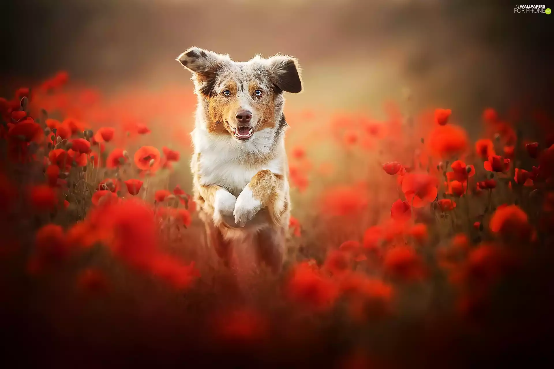 Australian Shepherd, papavers