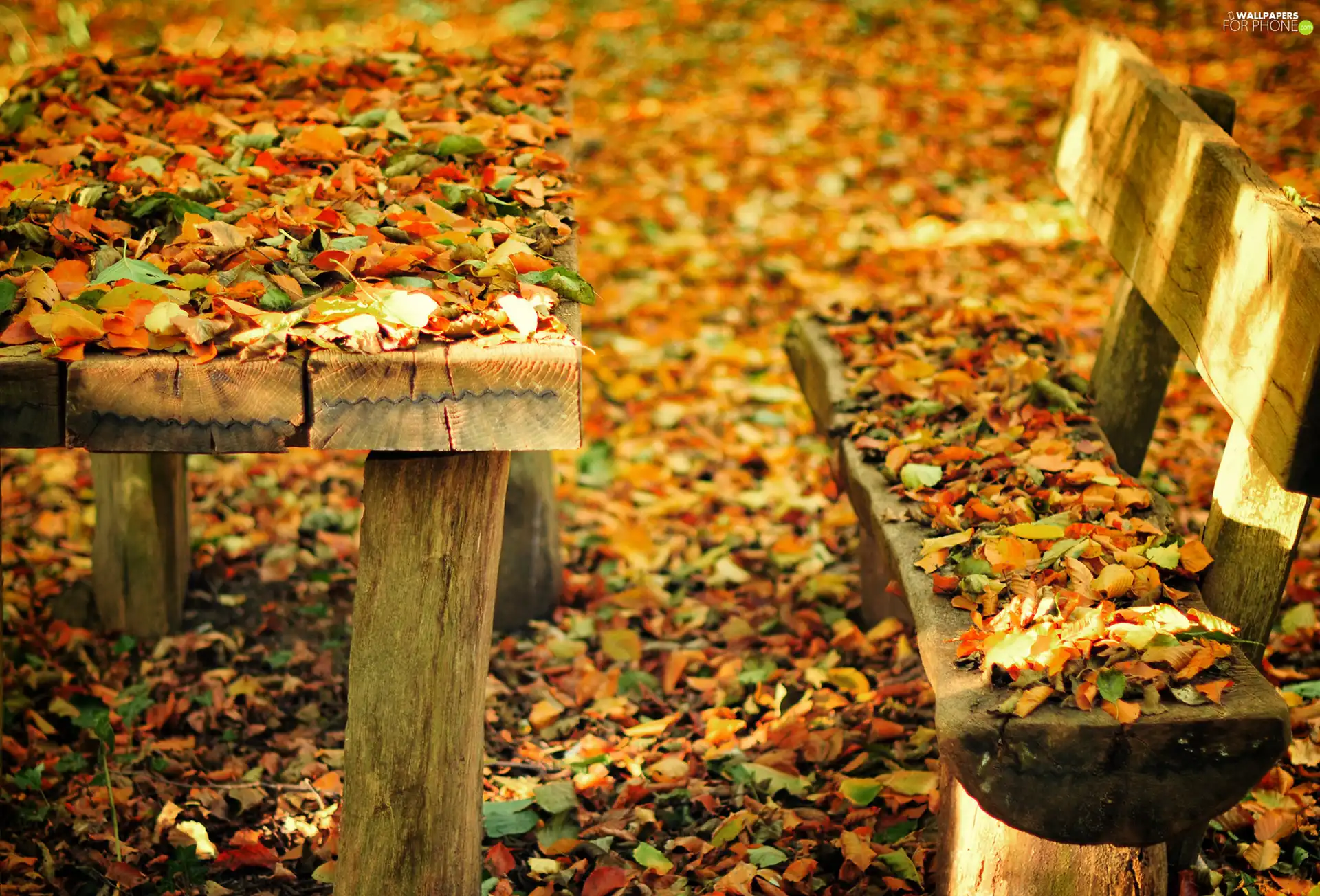 autumn, Leaf, Bench