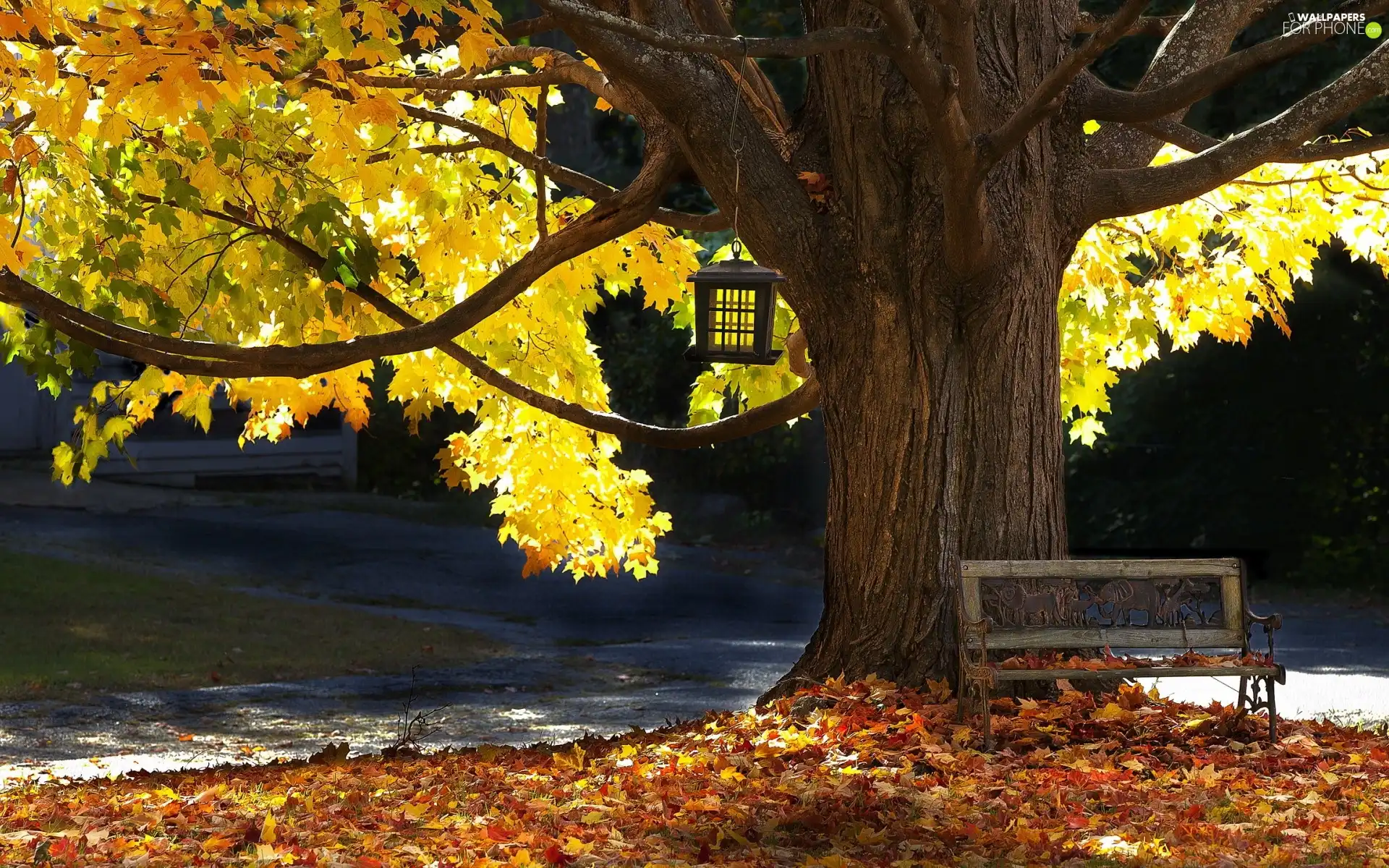 autumn, trees, Bench