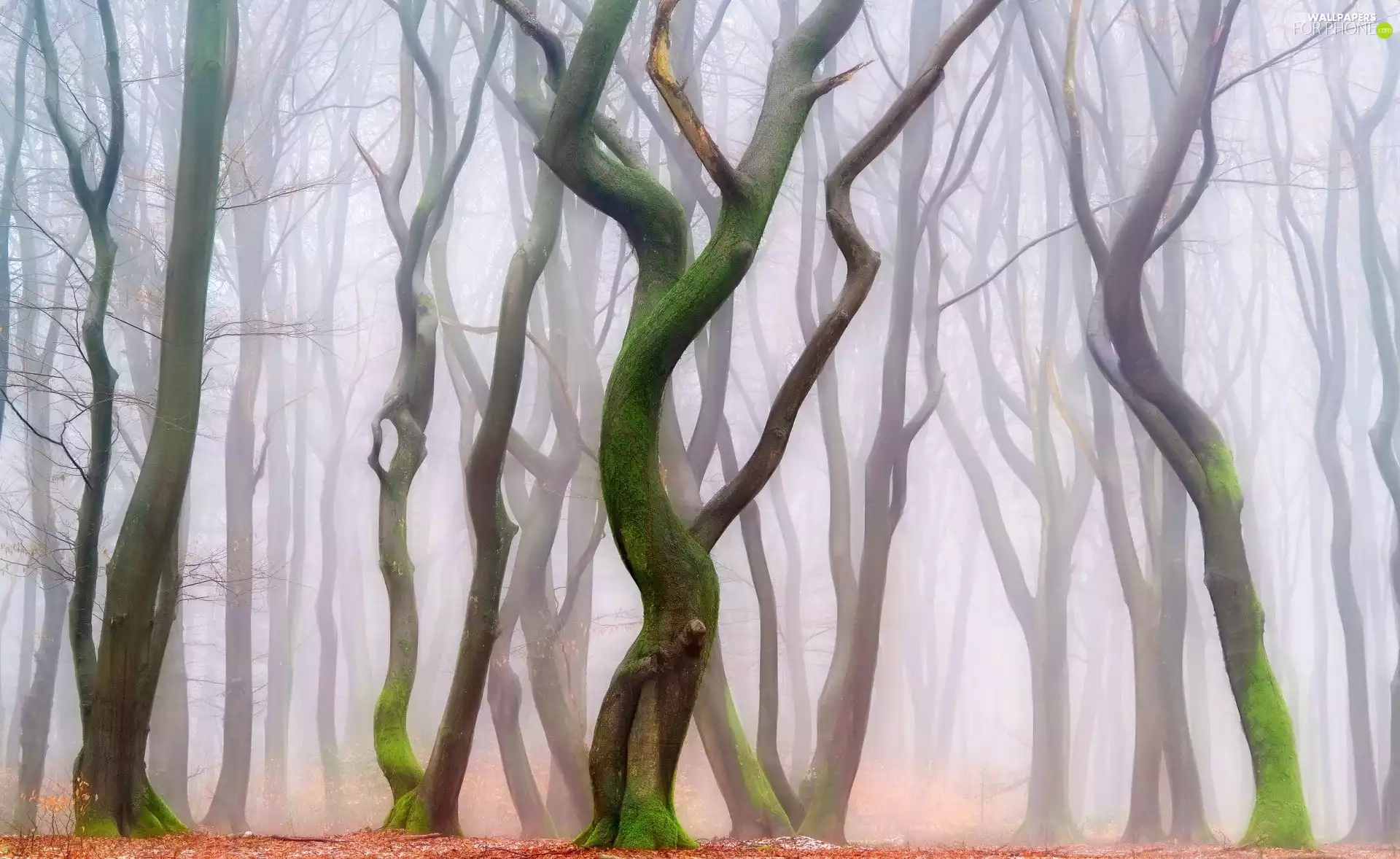 trees, forest, Fog, autumn, viewes, bent