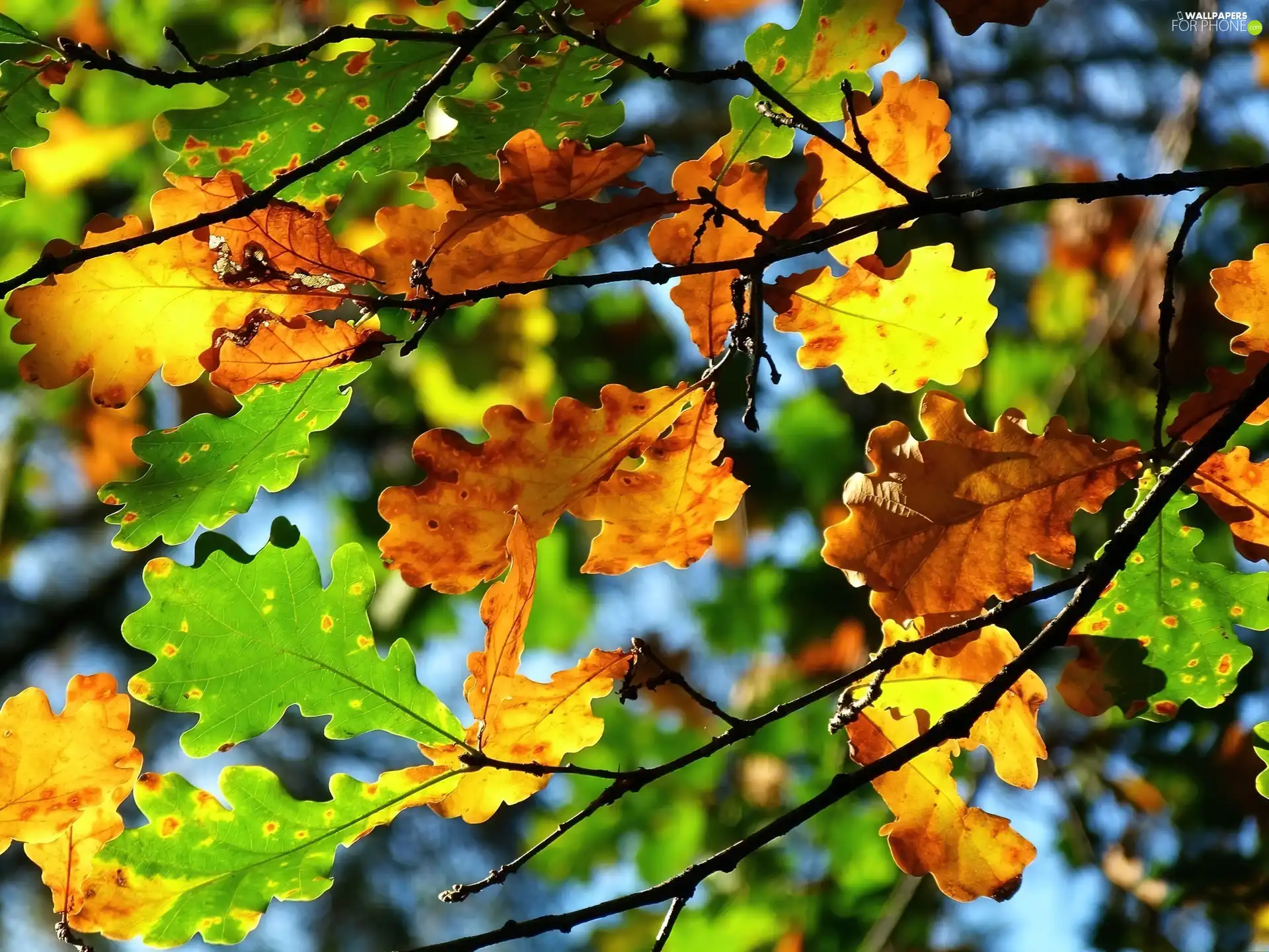 color, oak, autumn, Leaf