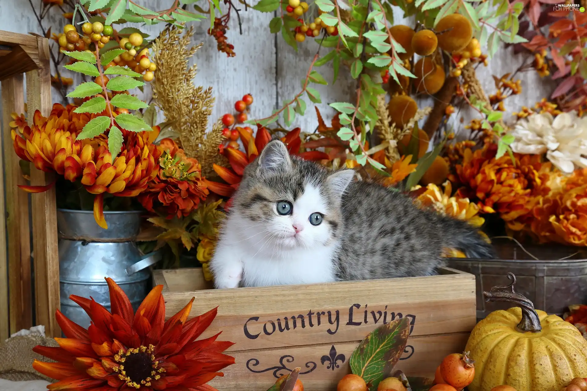 cat, small, Autumn, decor, box, kitten