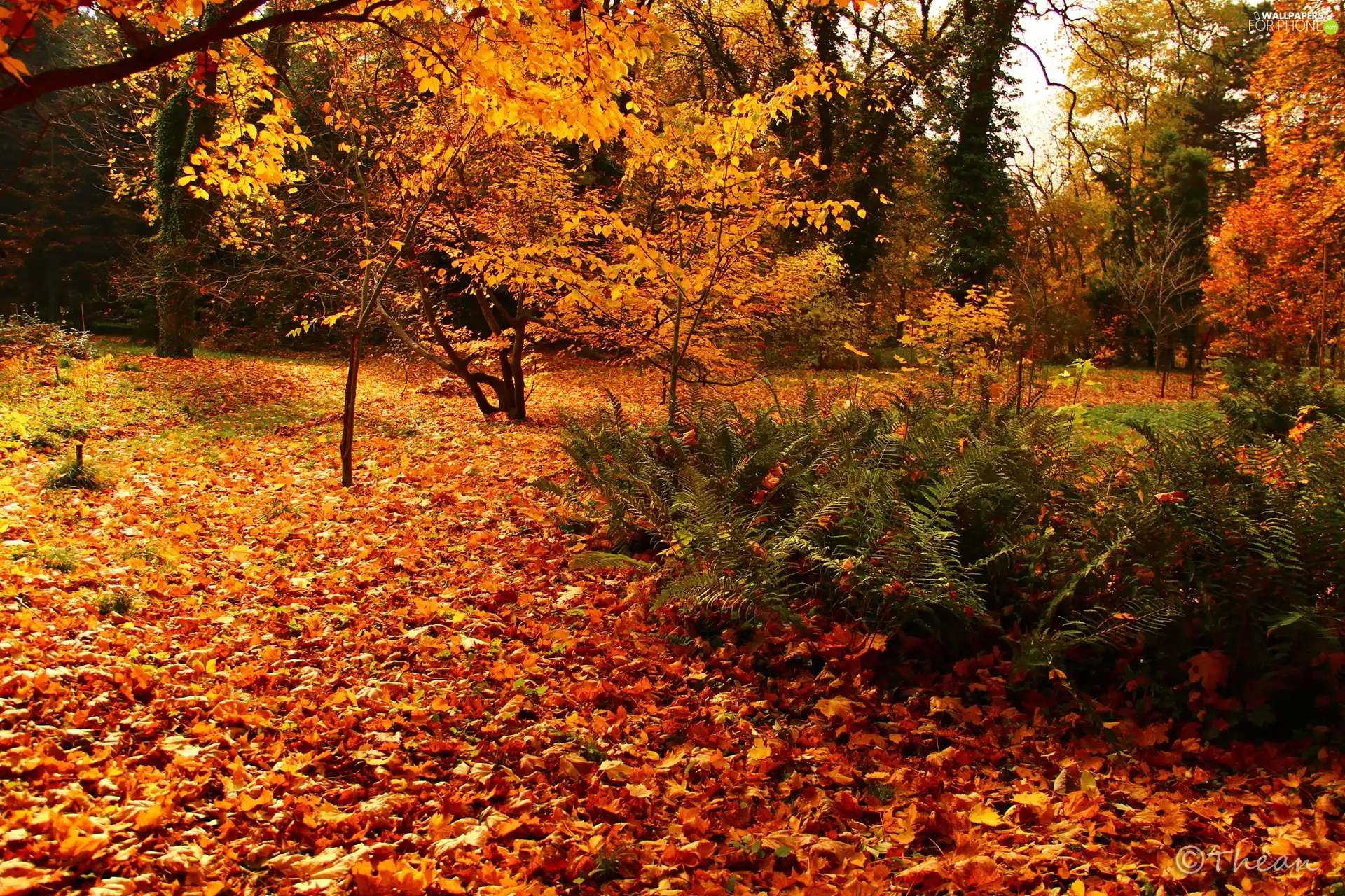 viewes, Garden, autumn, fern, Leaf, trees