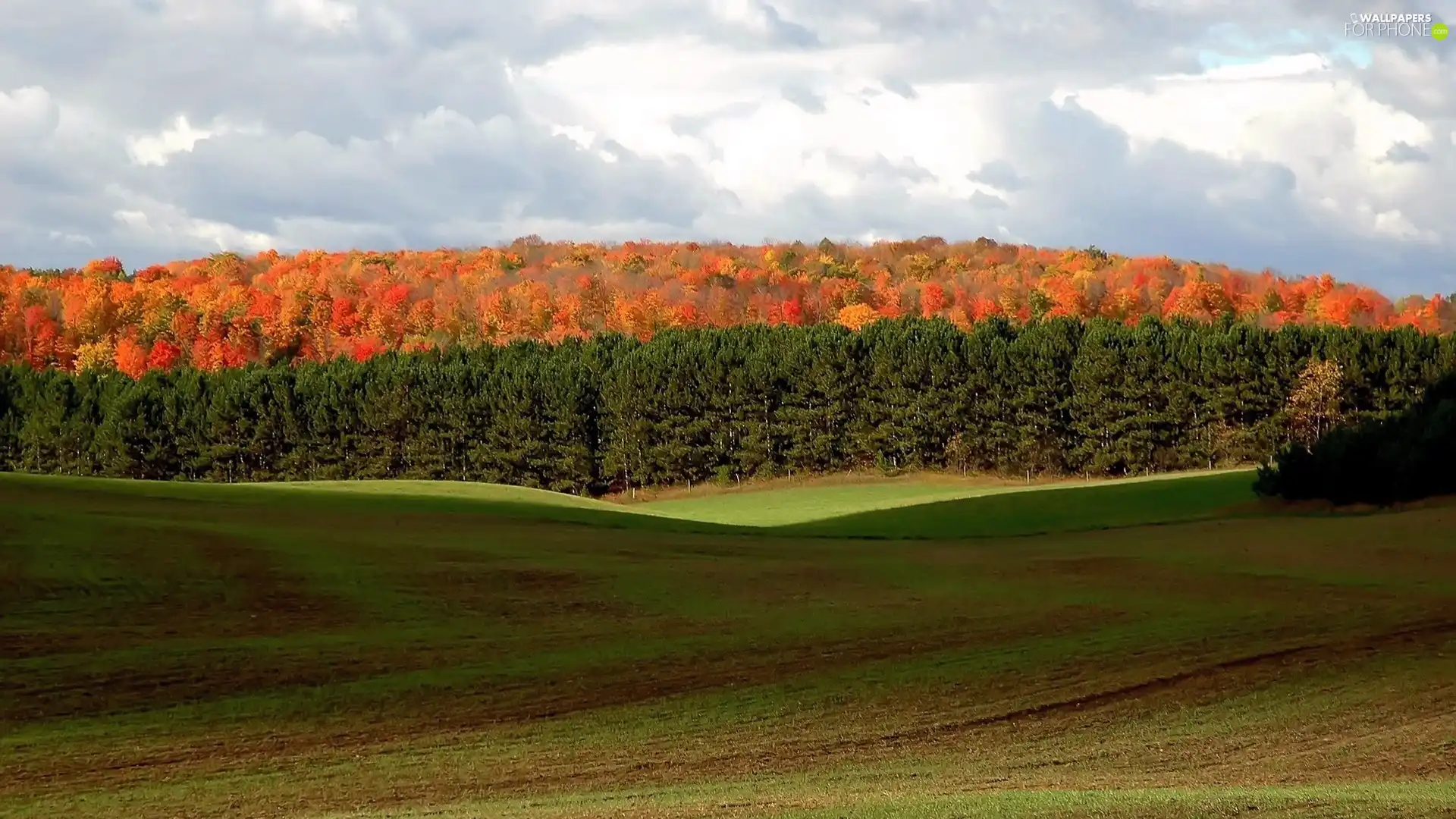 autumn, woods, field