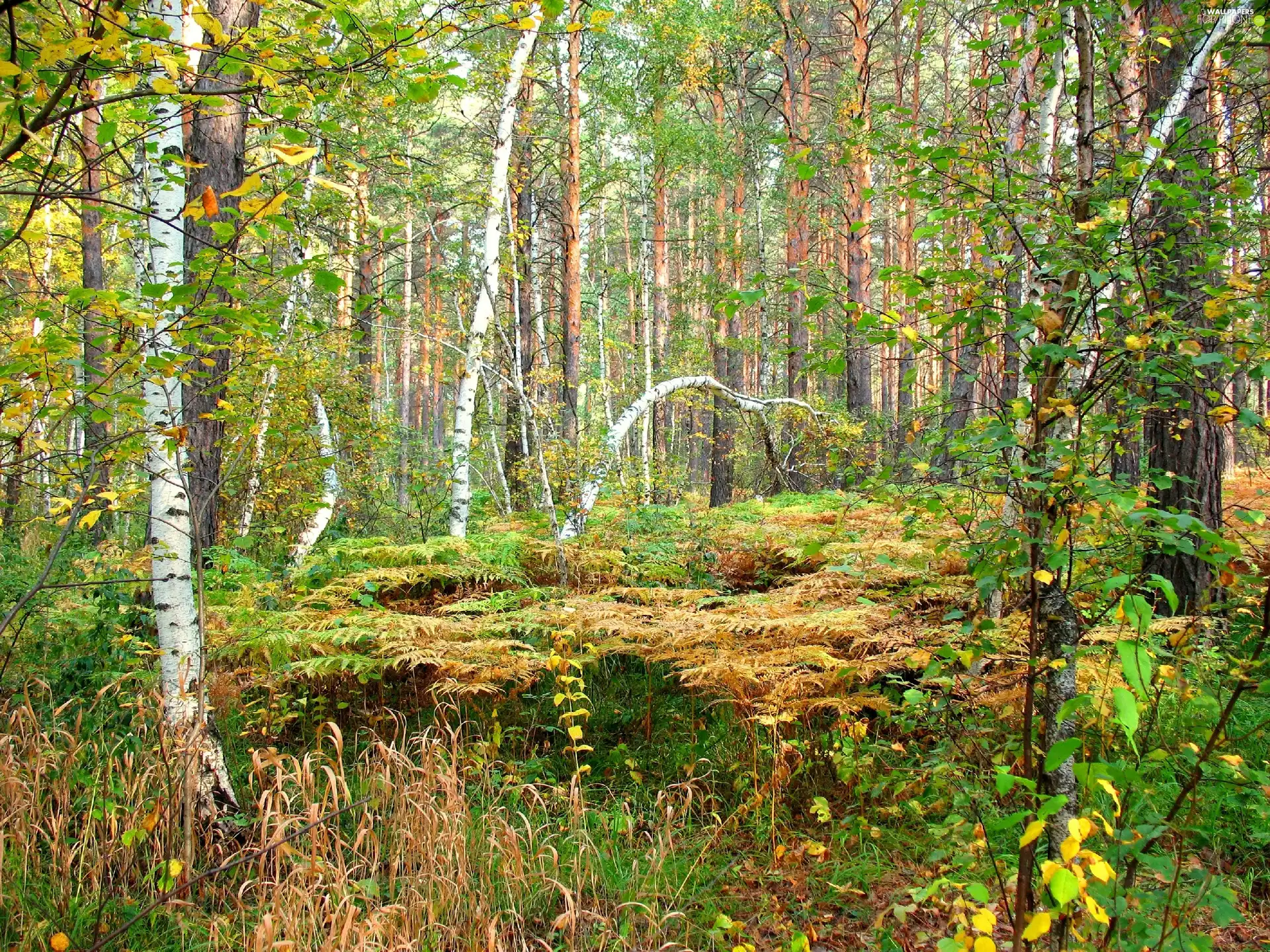 forest, fern, autumn, birch
