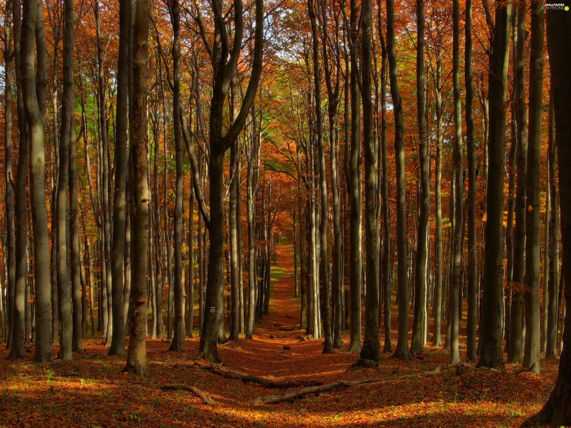 autumn, Path, forest