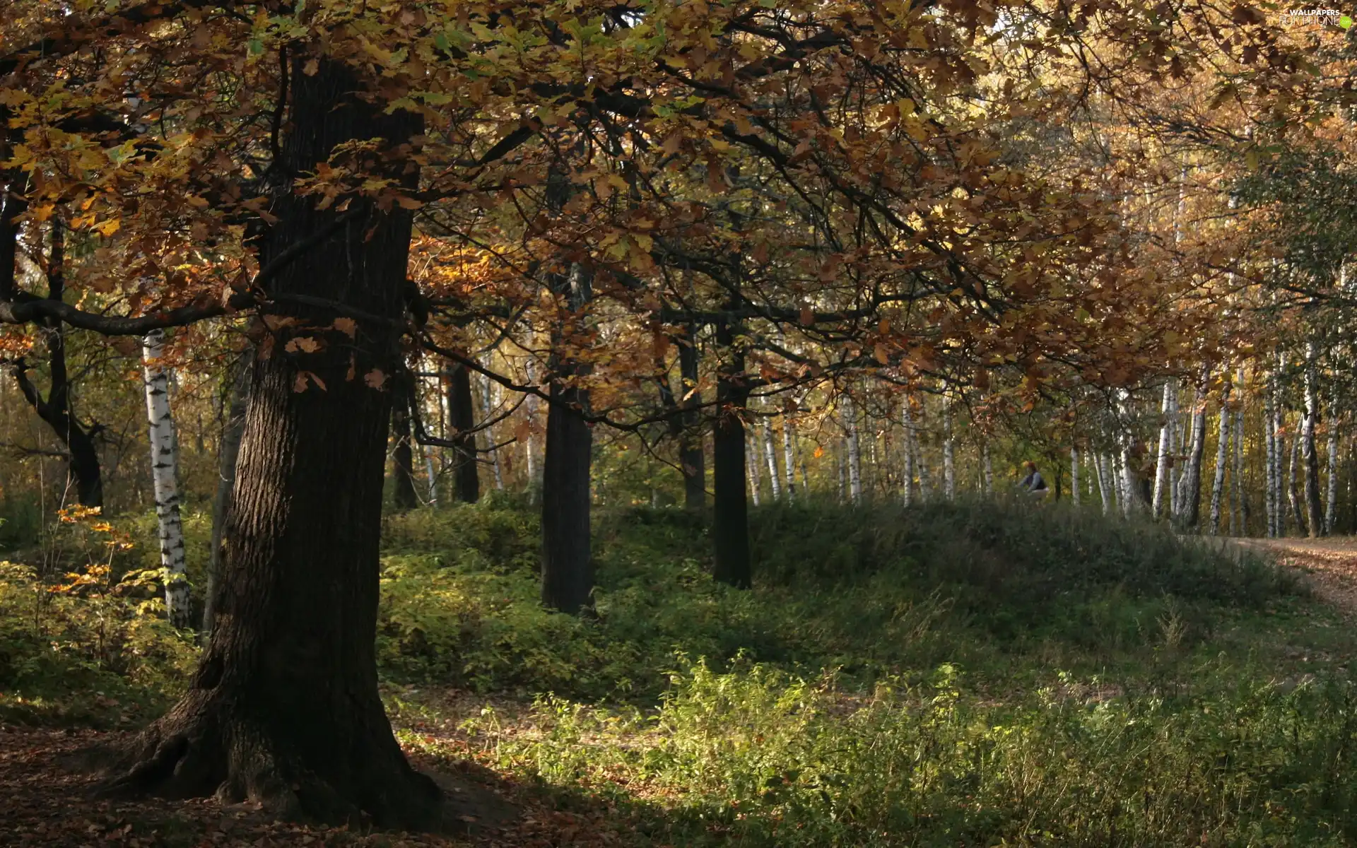 forest, viewes, autumn, trees