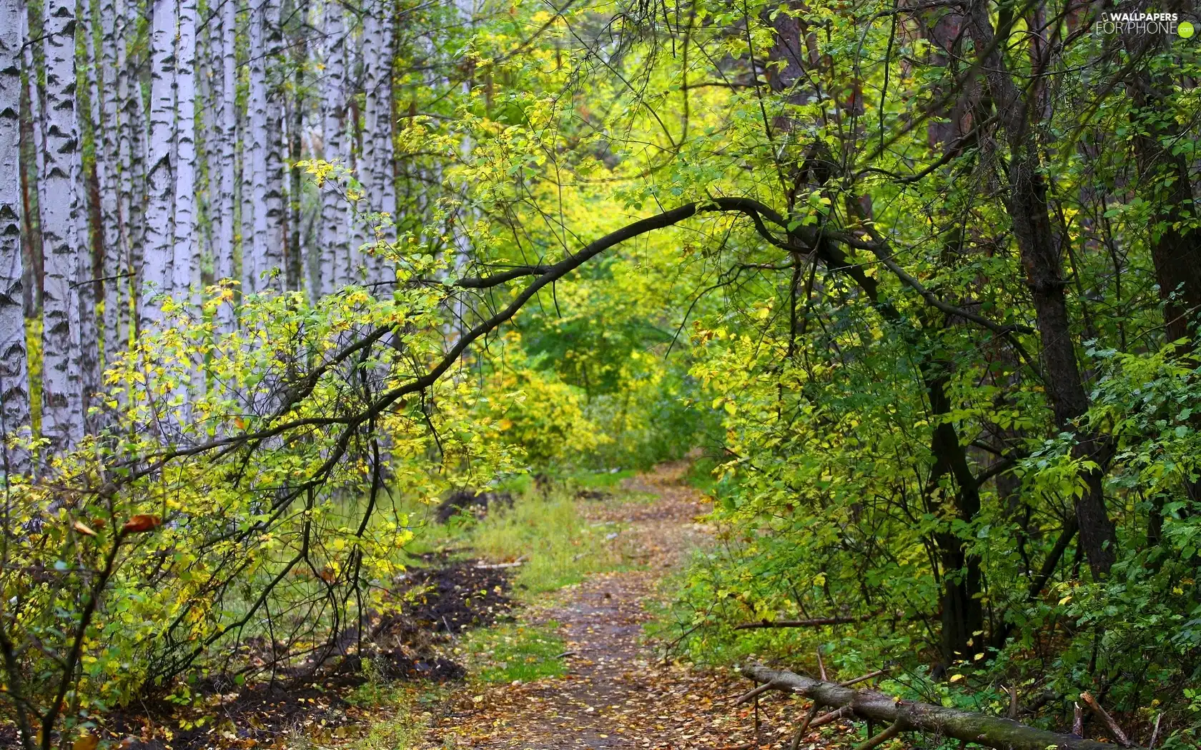 forest, viewes, autumn, trees