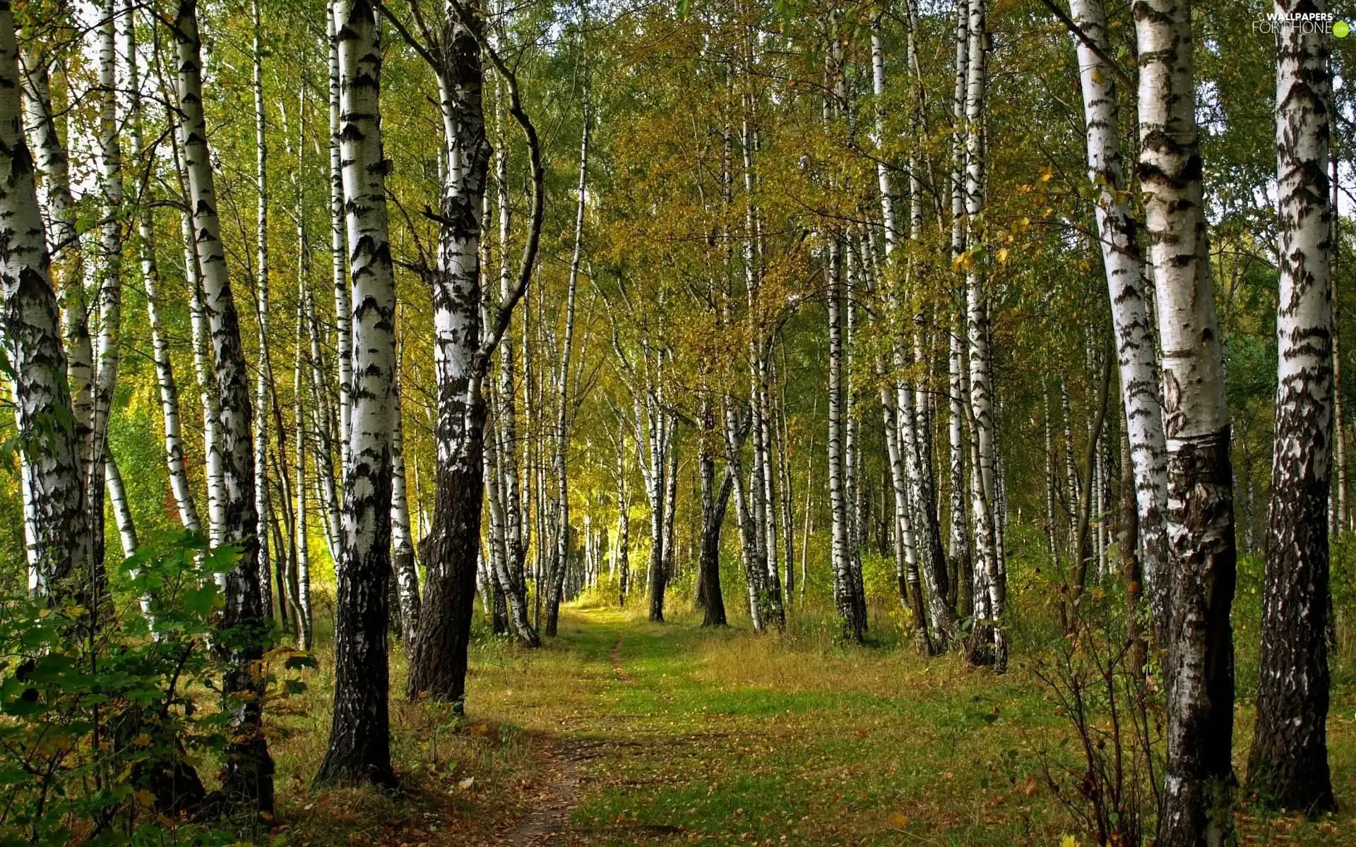 forest, Way, autumn, birch