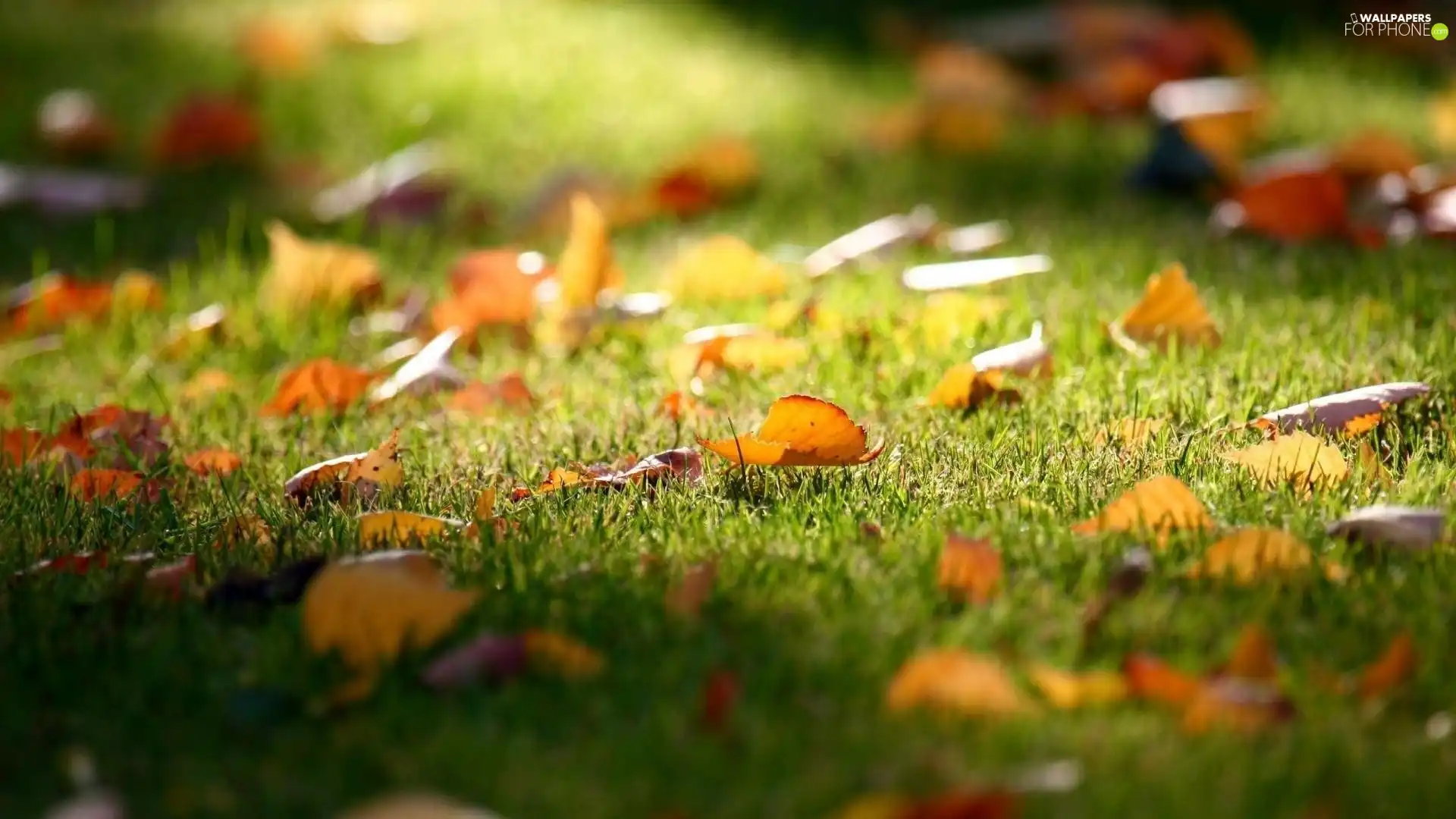 autumn, Leaf, grass