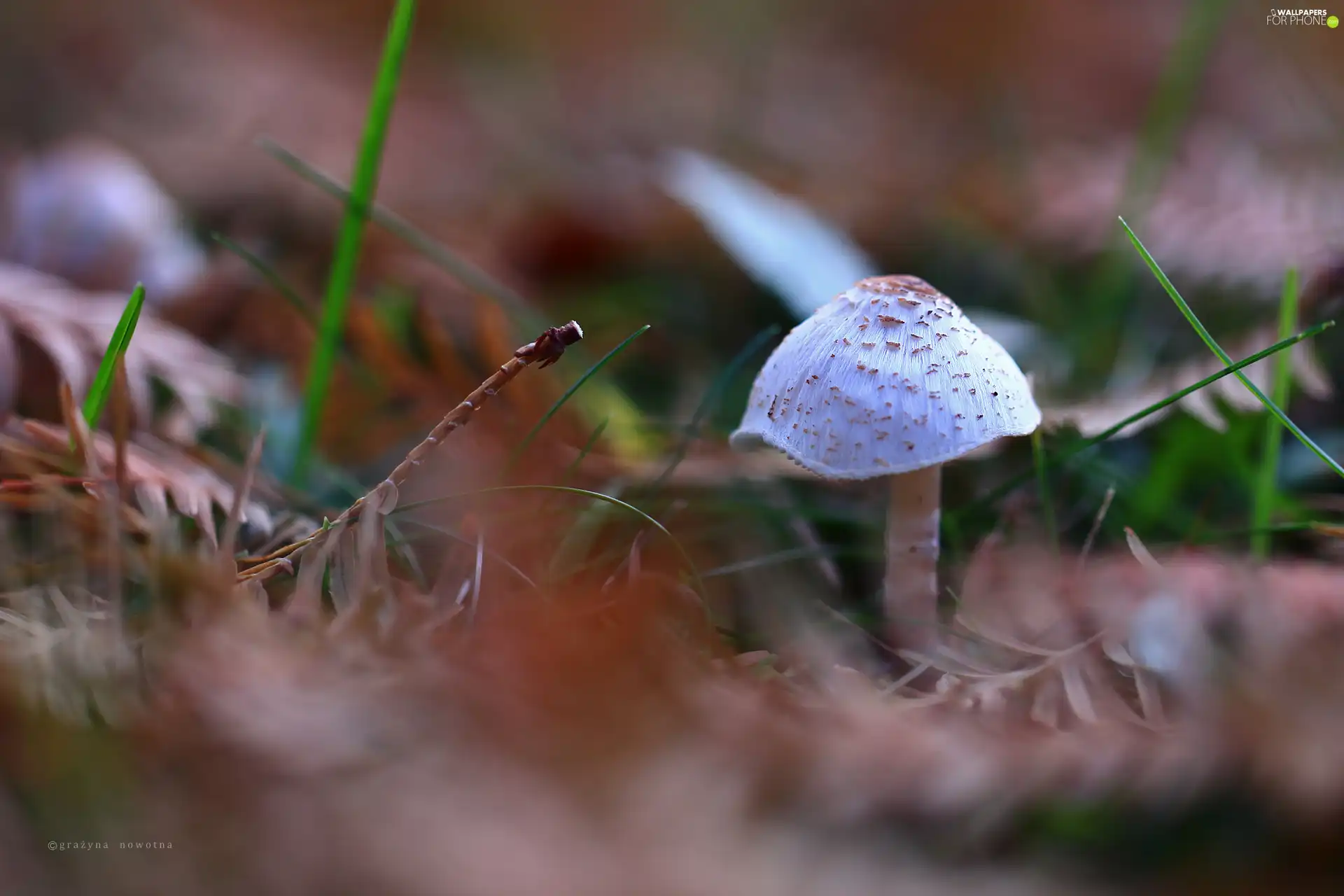 autumn, mushroom, Hat