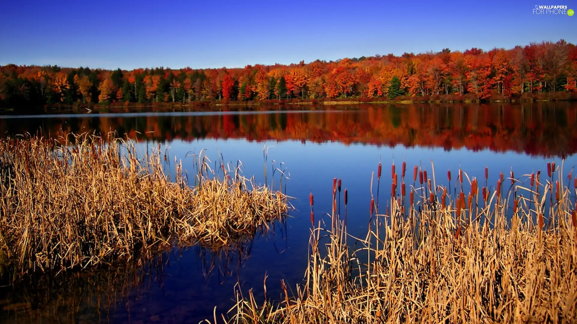 autumn, forest, lake