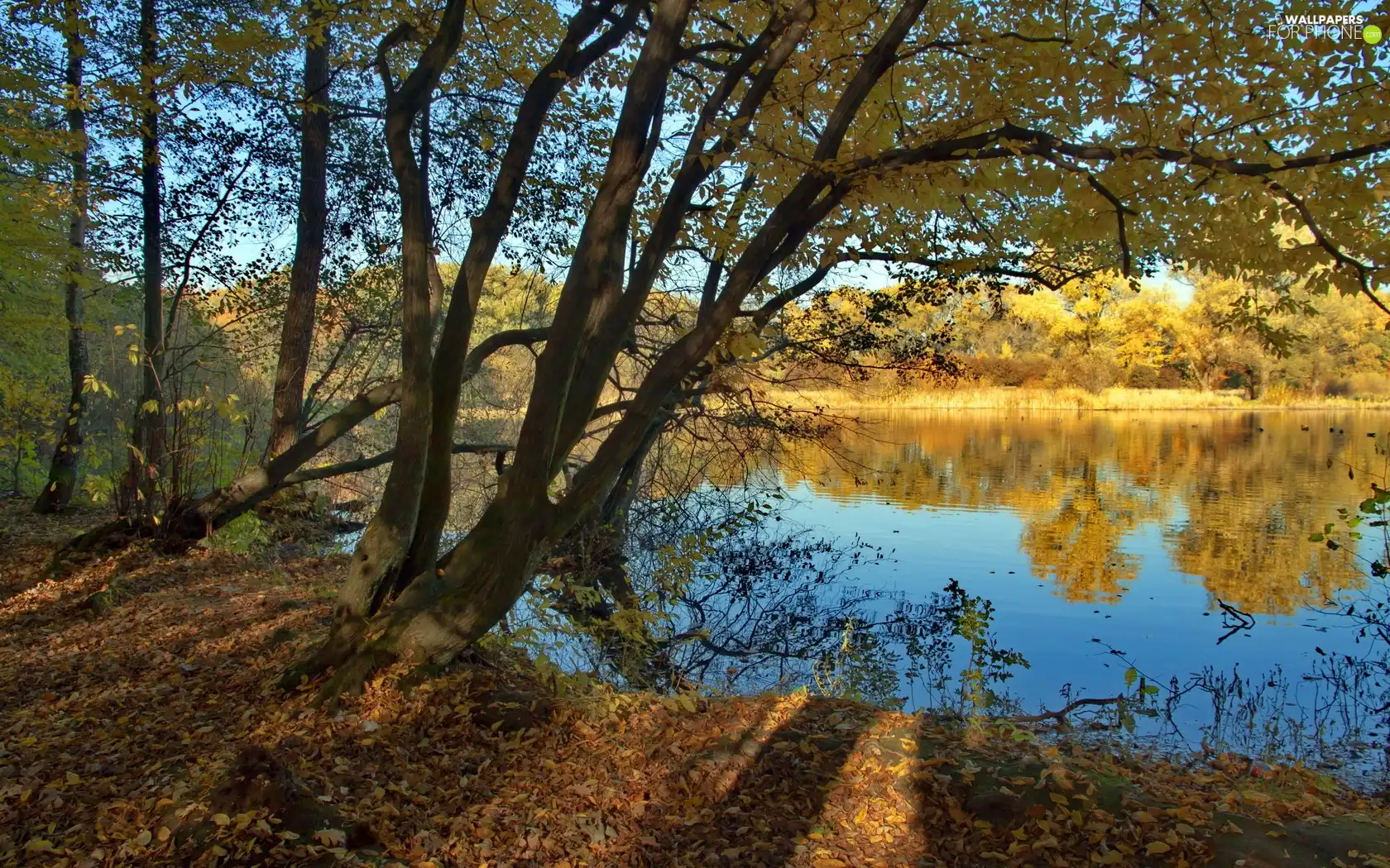 lake, viewes, autumn, trees