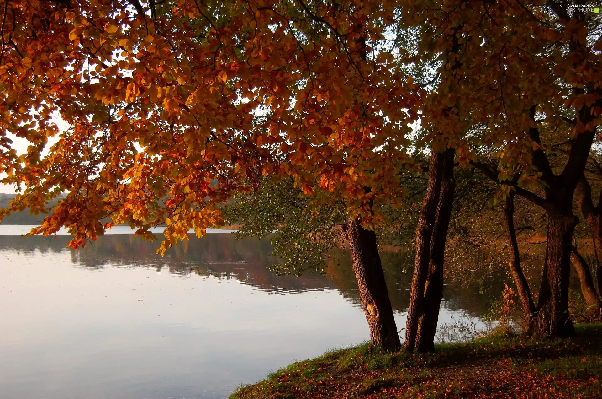 autumn, landscape, trees, viewes, lake