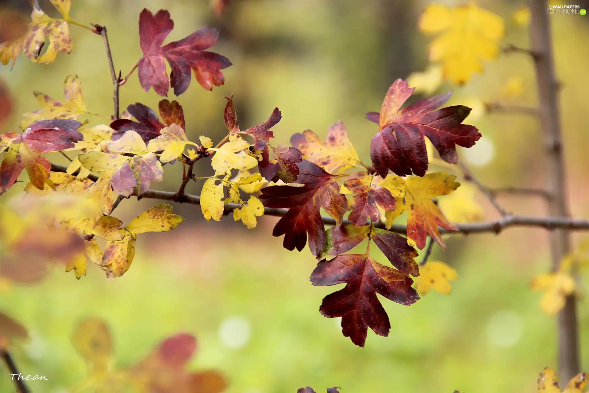 autumn, Autumn, Leaf