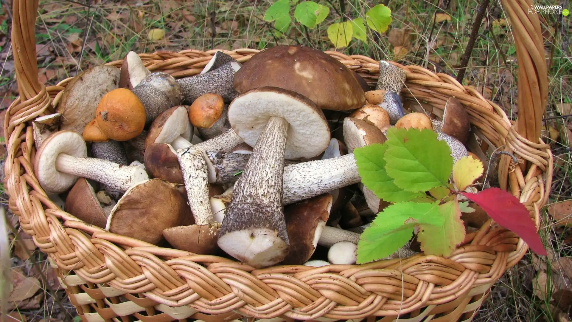 Autumn, Leaf, mushrooms, forest, basket