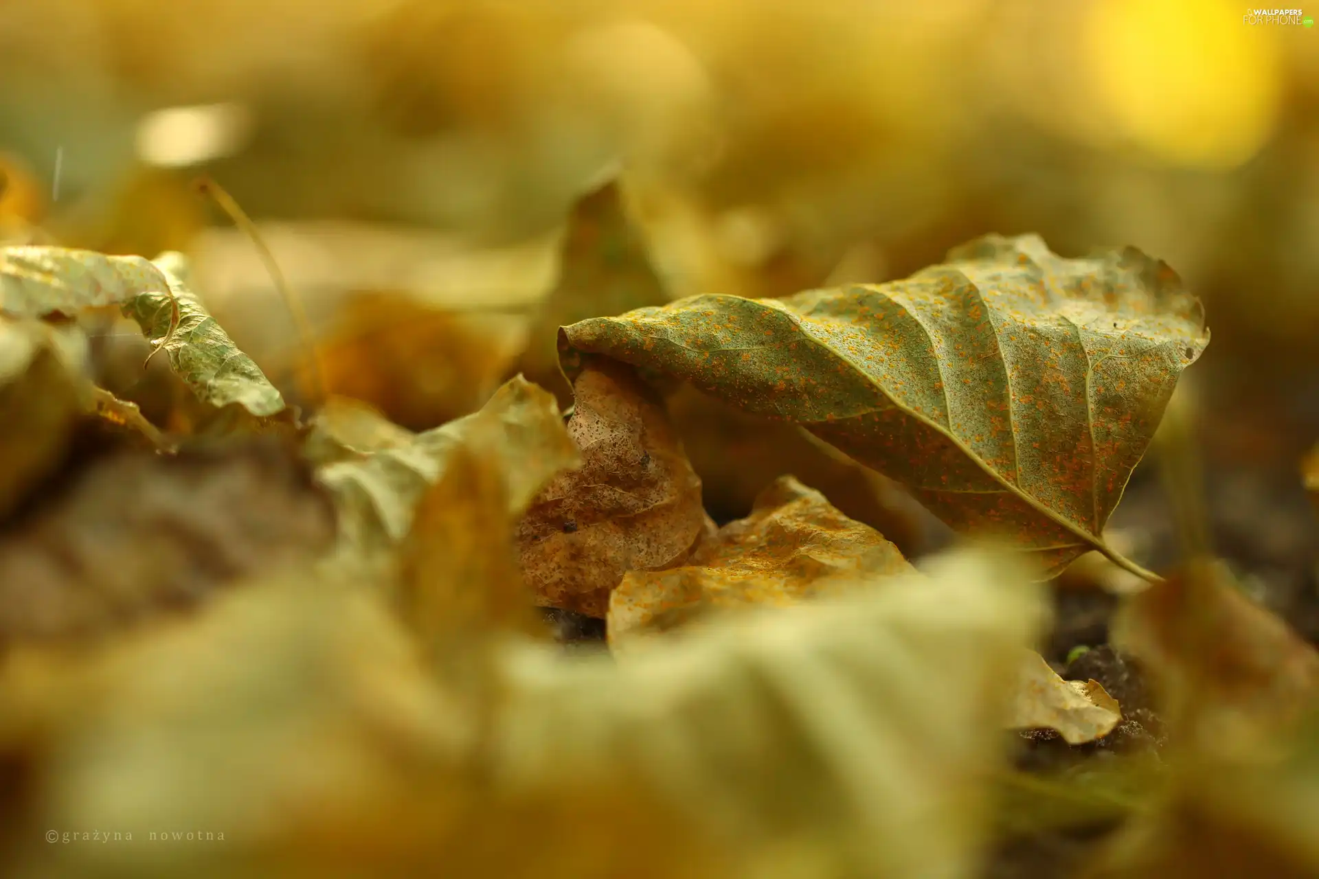 Autumn, dry, Leaf