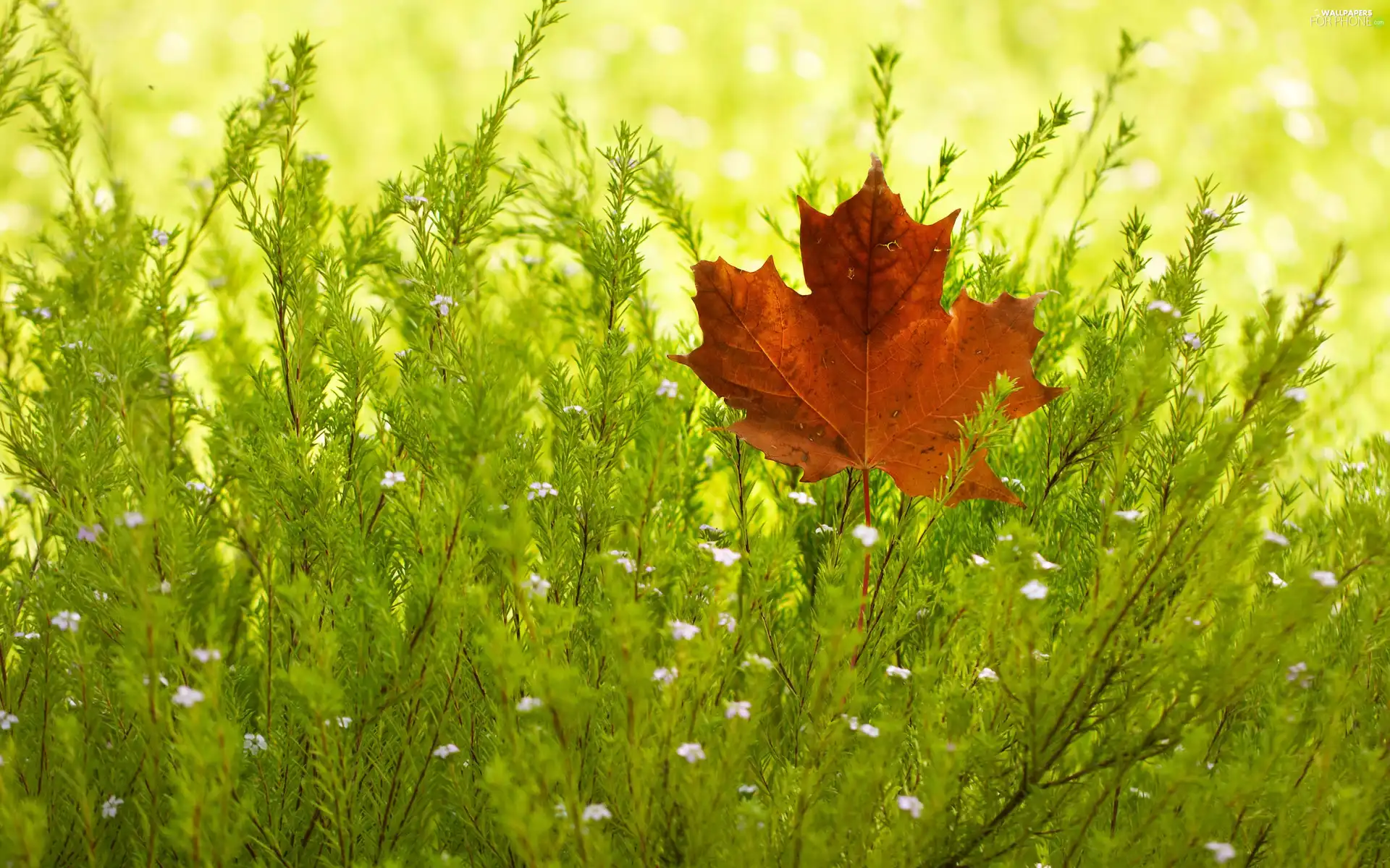 autumn, Flowers, leaf