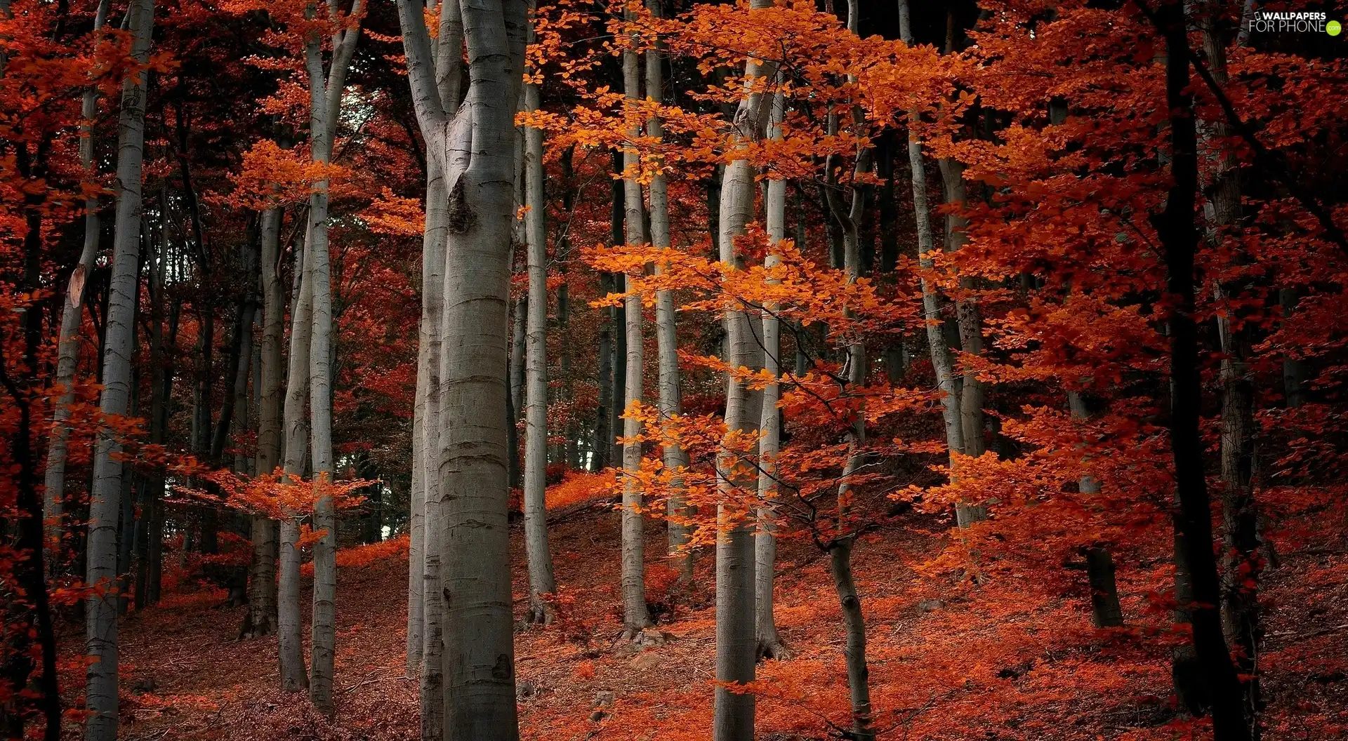 autumn, forest, Leaf