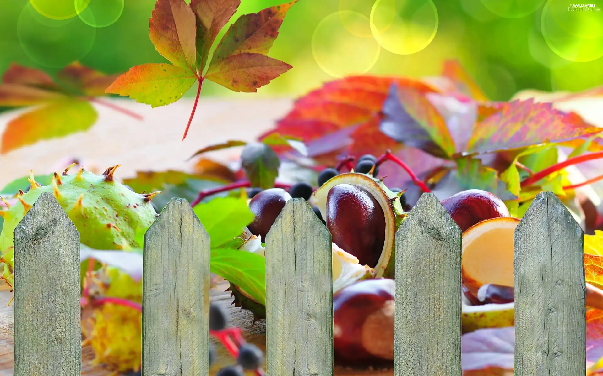 Leaf, Hurdle, autumn, chestnuts