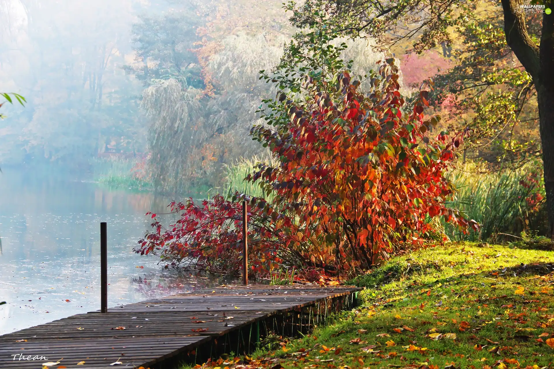 Fog, Platform, color, lake, wooden, autumn, Leaf