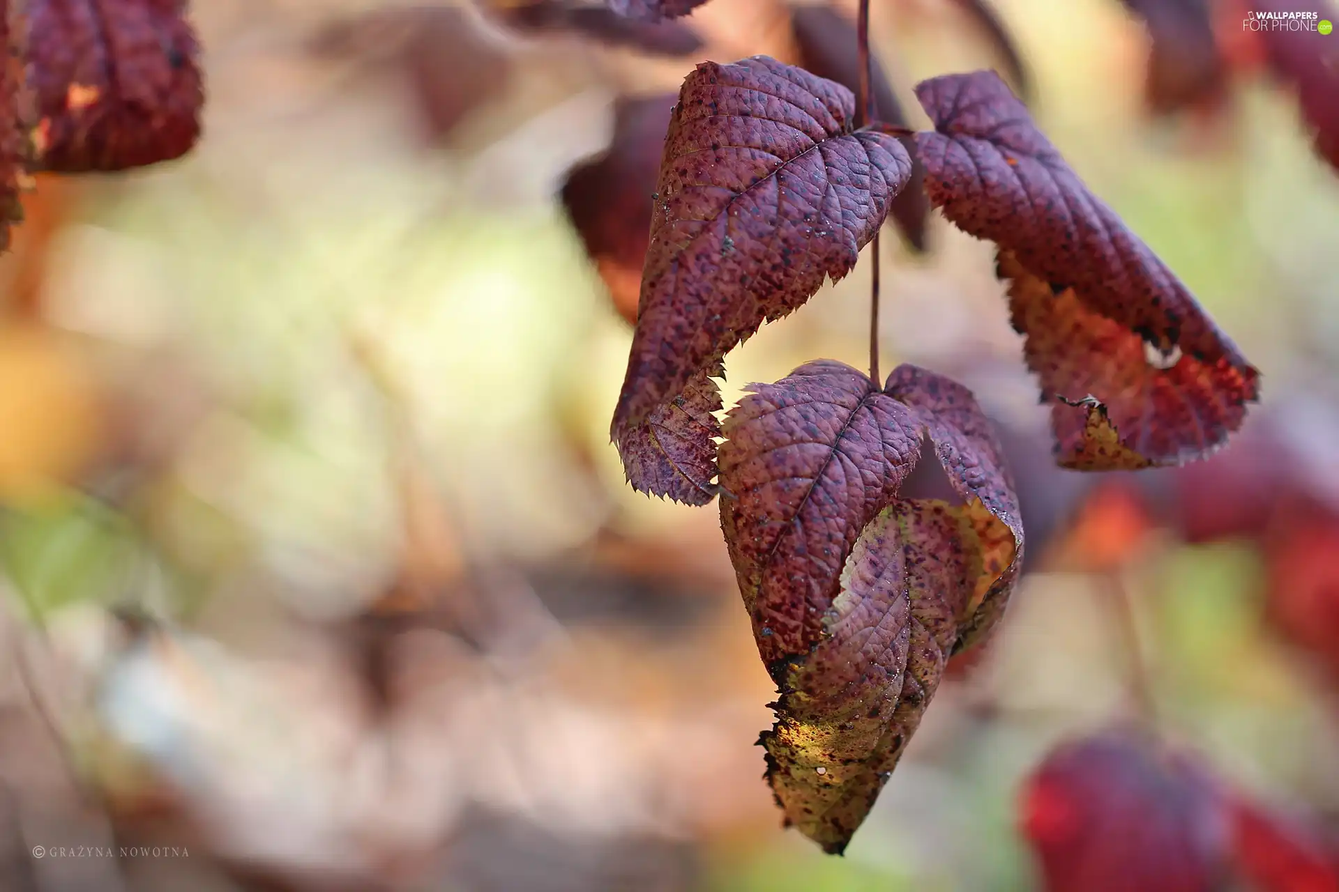 Autumn, Red, Leaf