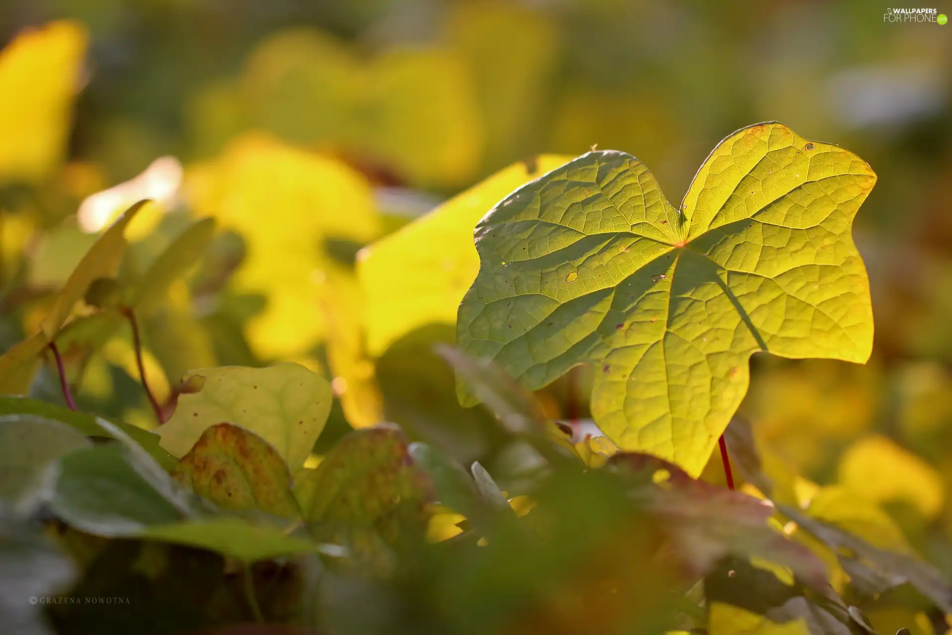 Autumn, Yellow, Leaf