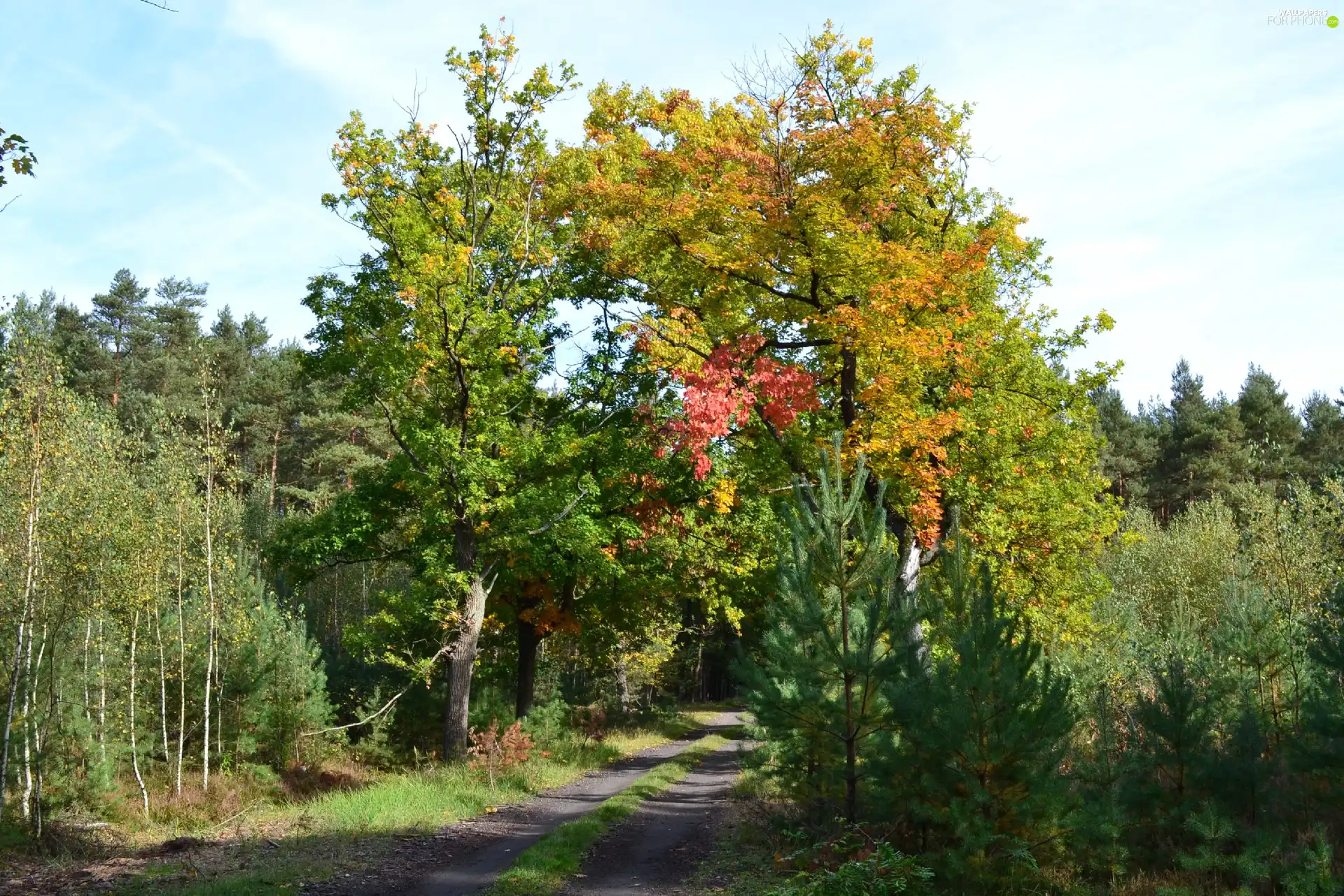 Autumn, oaks, Way, color, forest