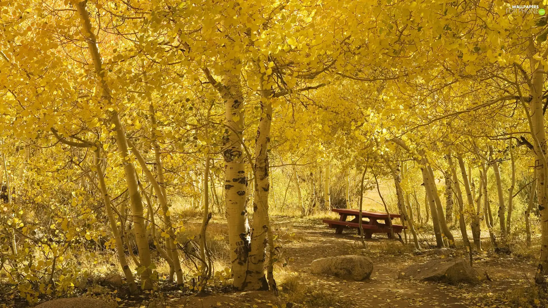 Park, Bench, autumn, birch