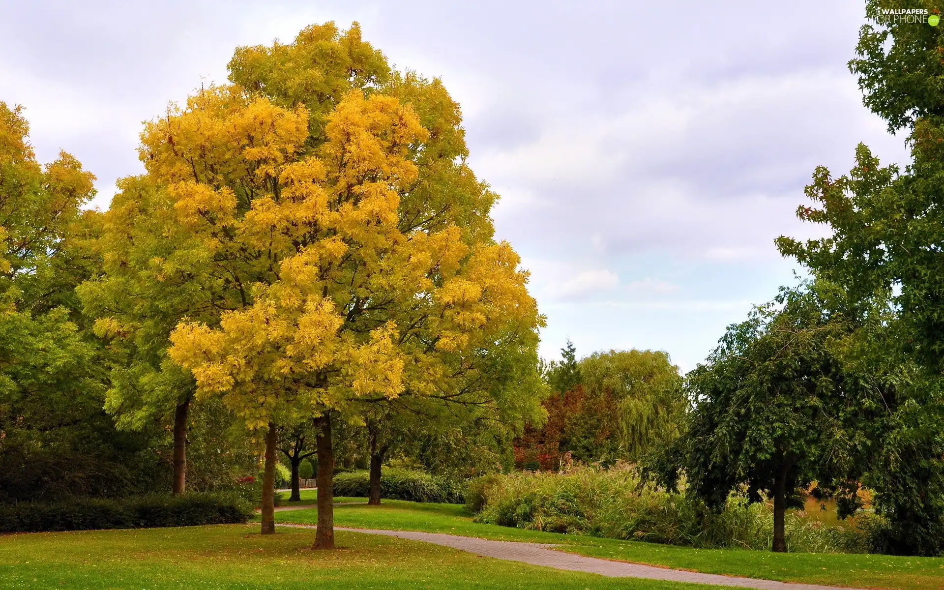 Park, viewes, autumn, trees