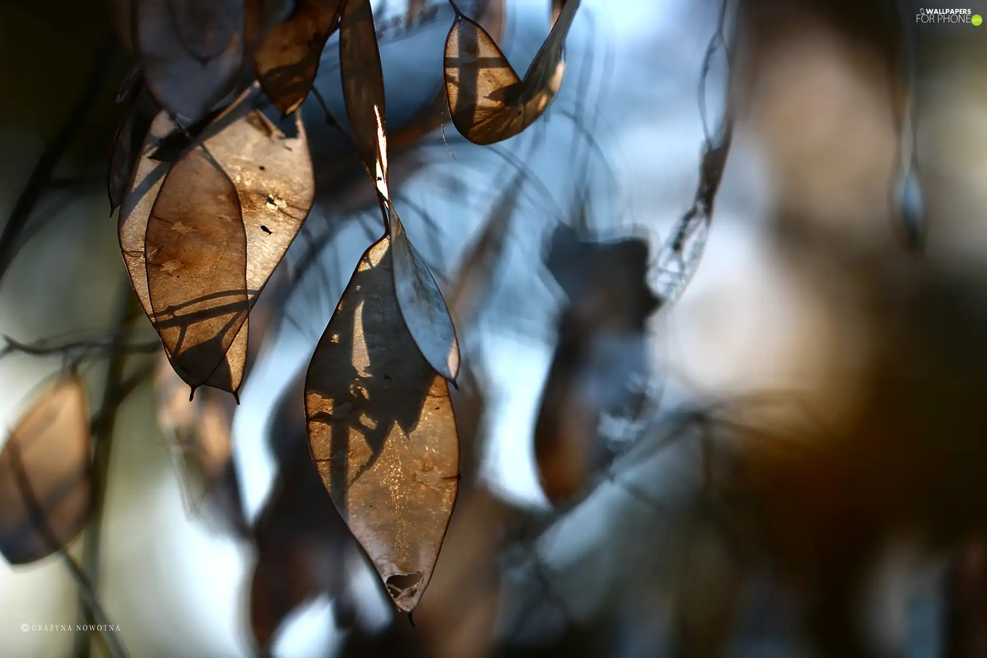 Autumn, dry, Plants