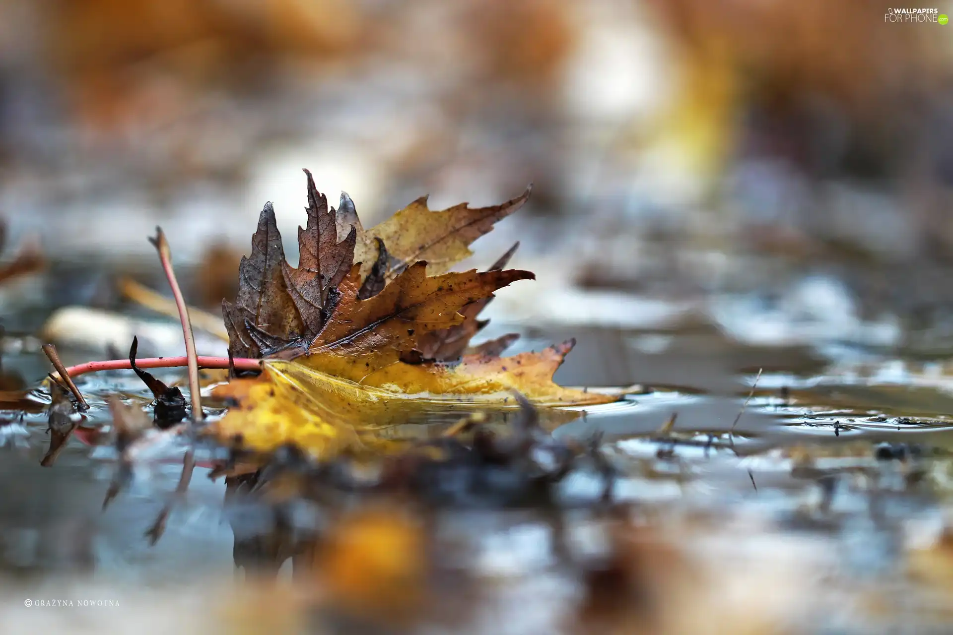 autumn, Leaf, puddle