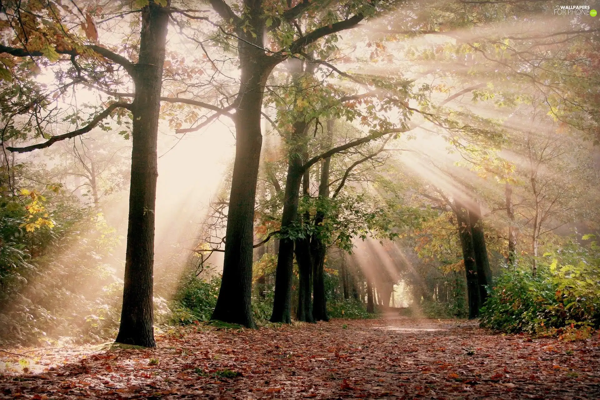 rays, forest, autumn, sun