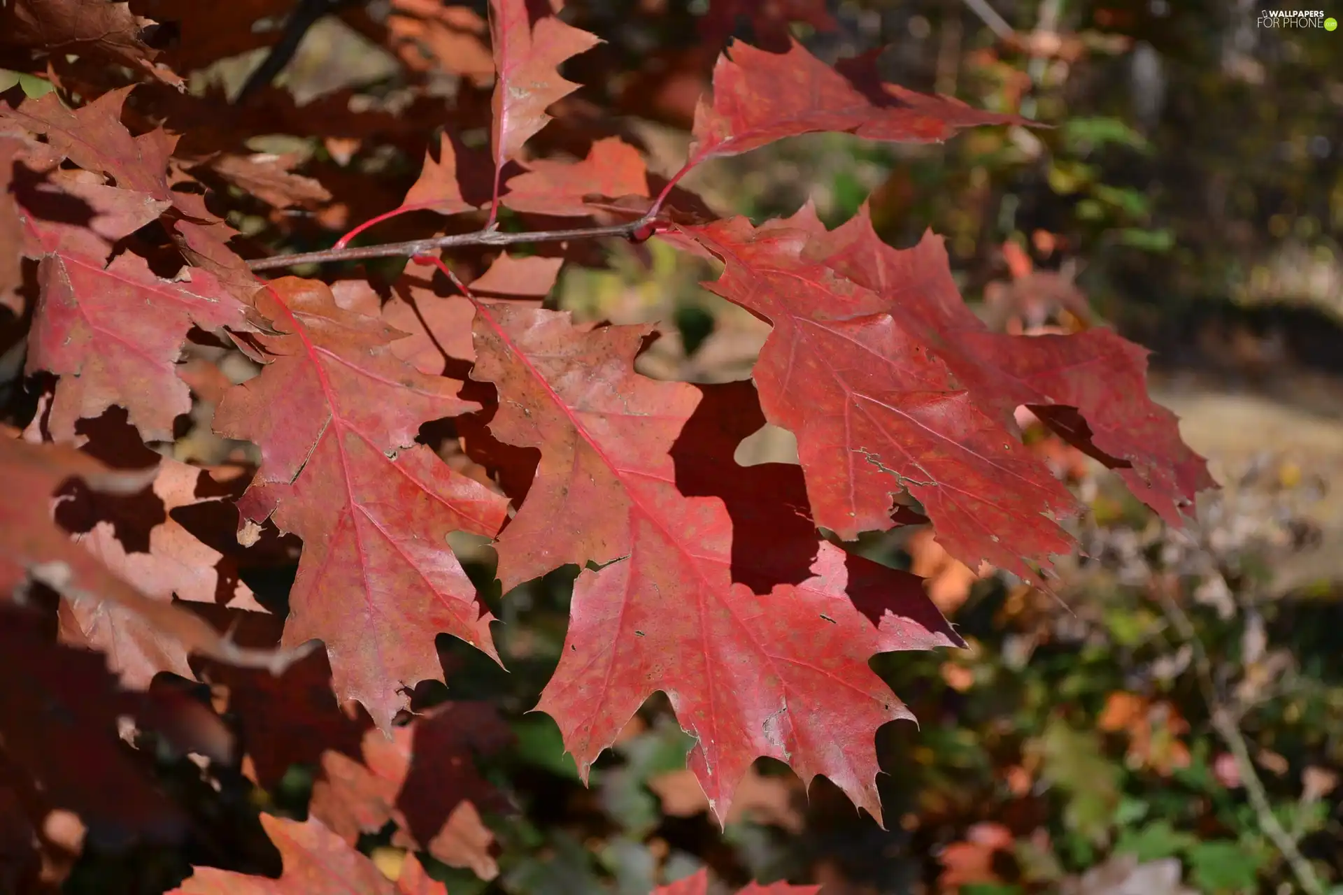 Leaf, Red Oak, Autumn