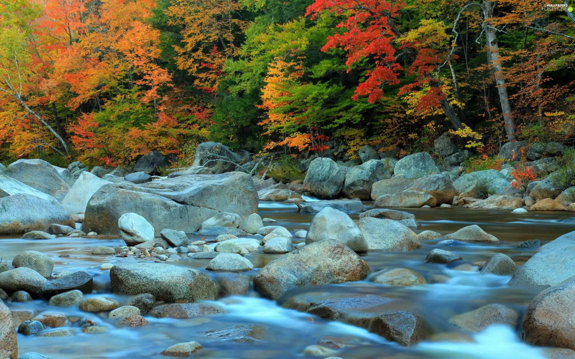River, forest, autumn, Stones