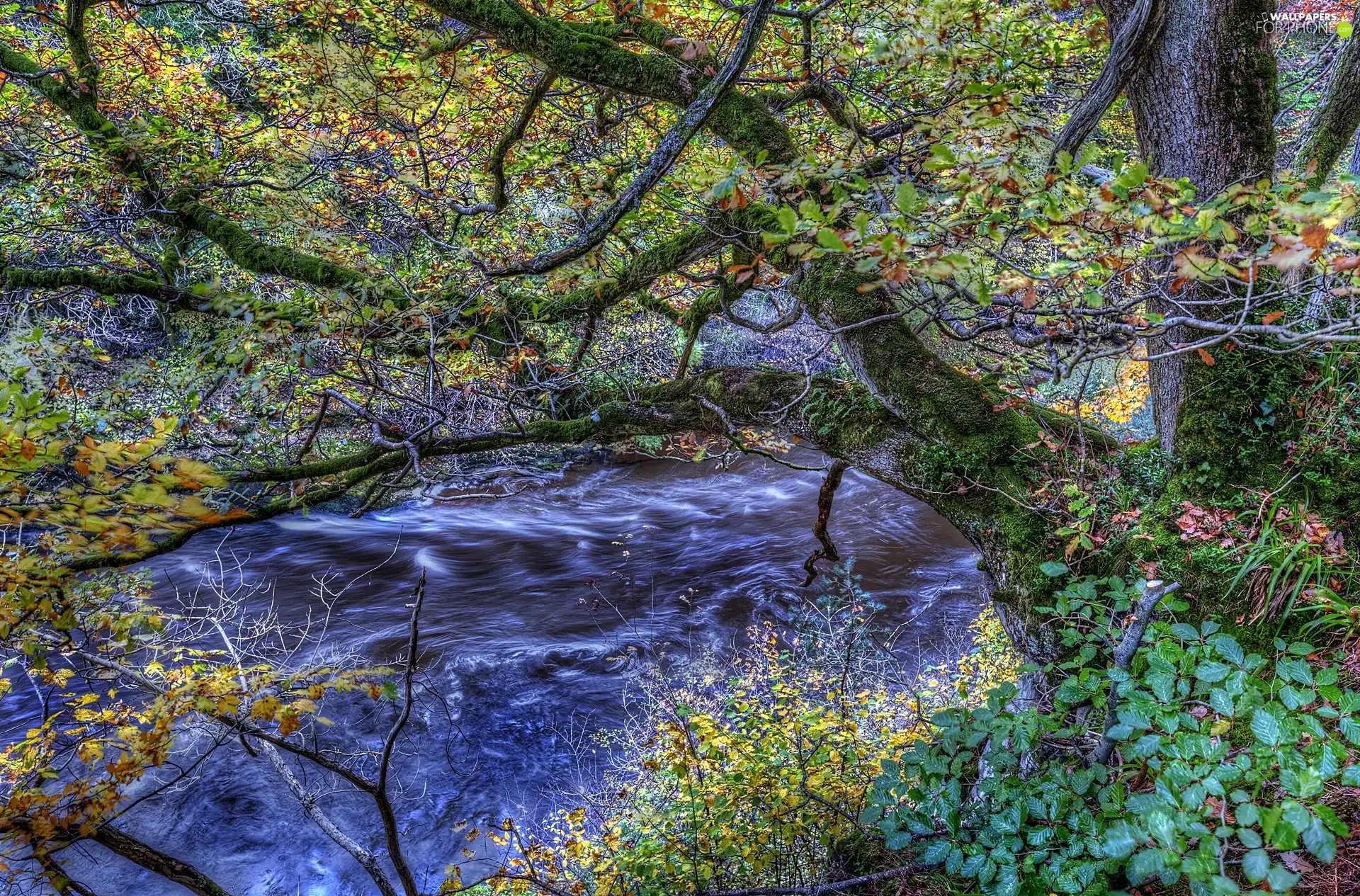 River, Slanted Tree, autumn, forest