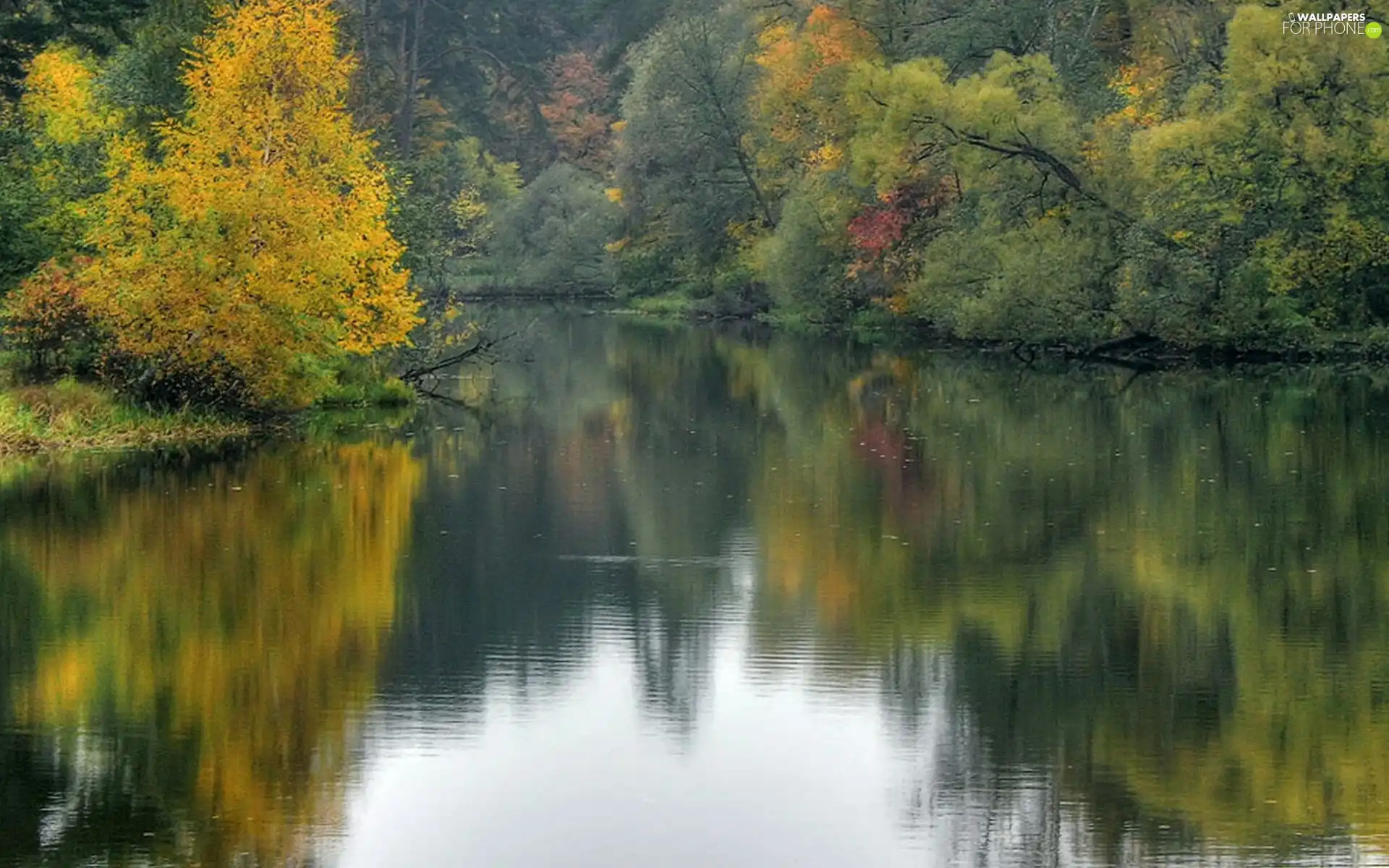 River, viewes, autumn, trees