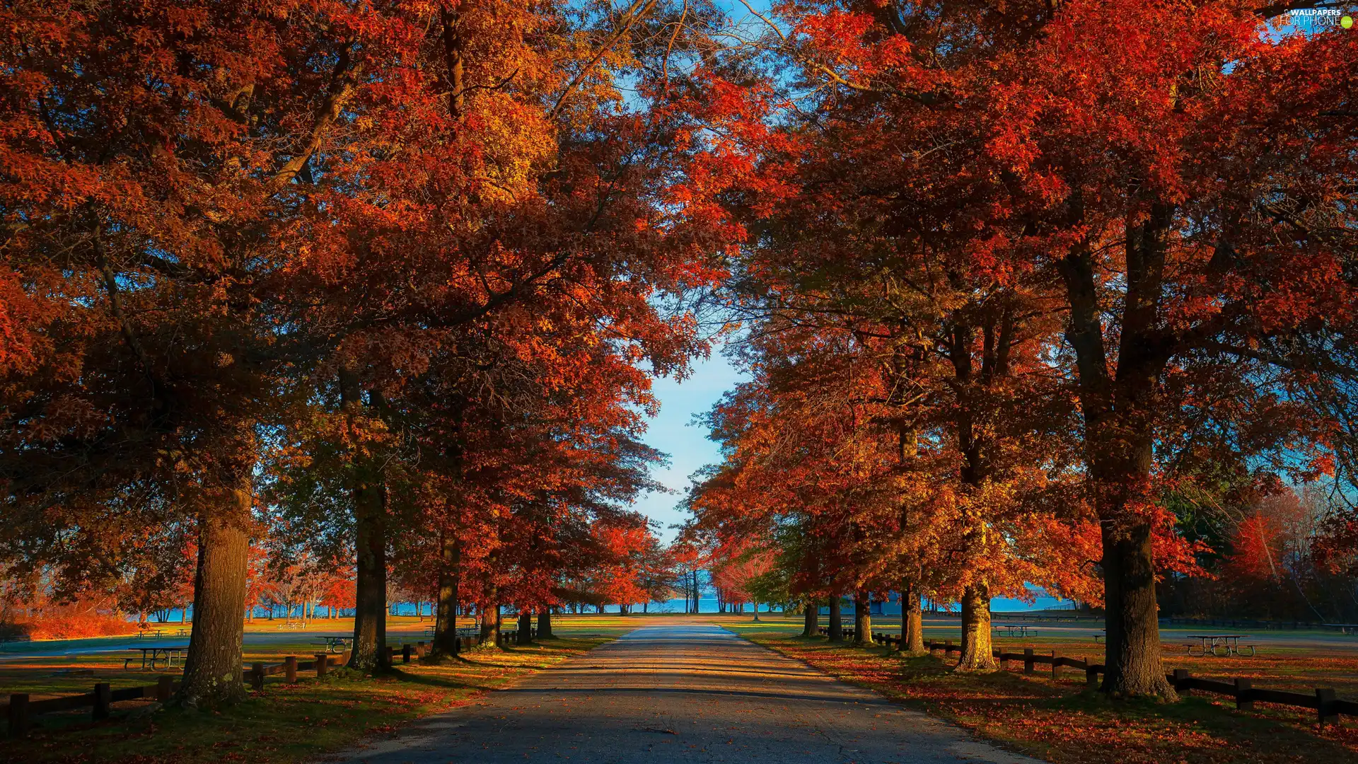 viewes, Park, alley, autumn, bench, trees