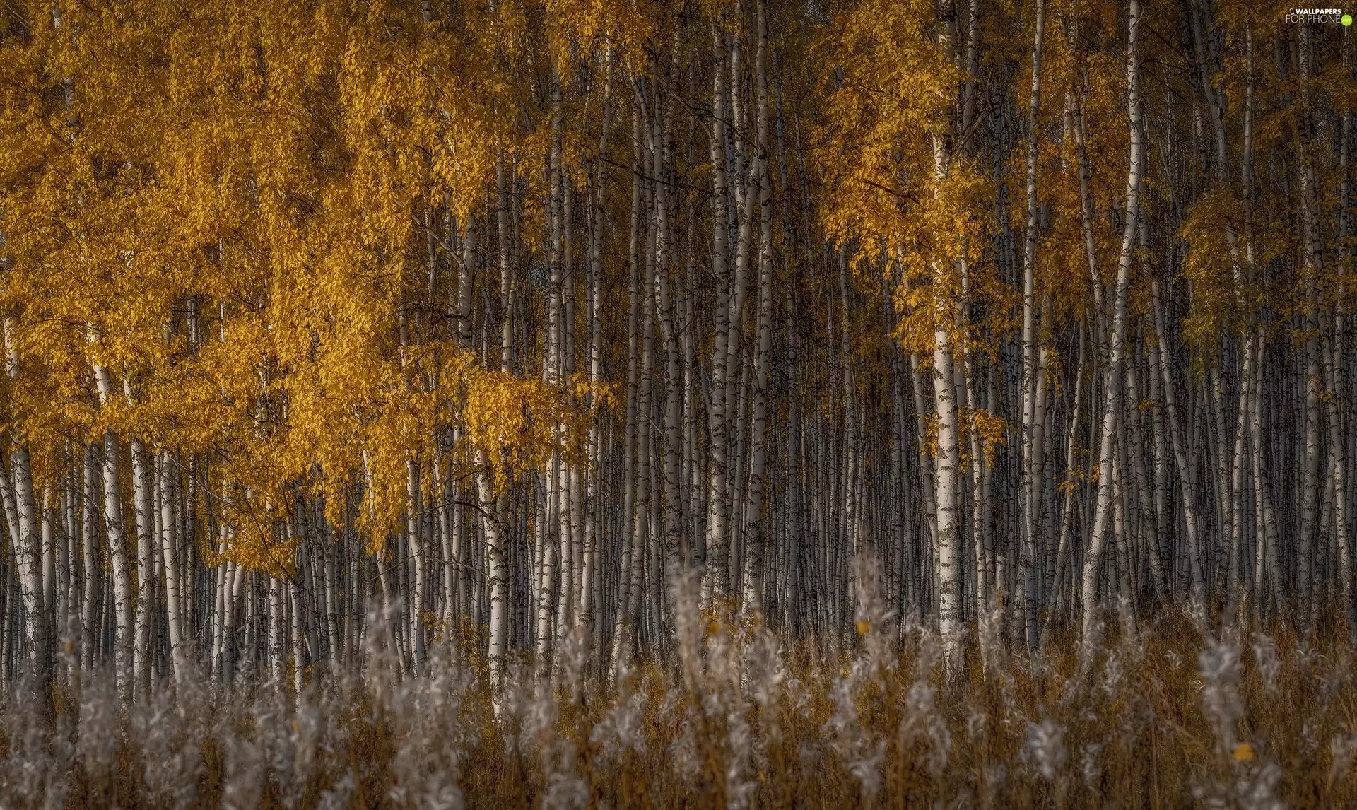 birch, autumn, trees, viewes, forest
