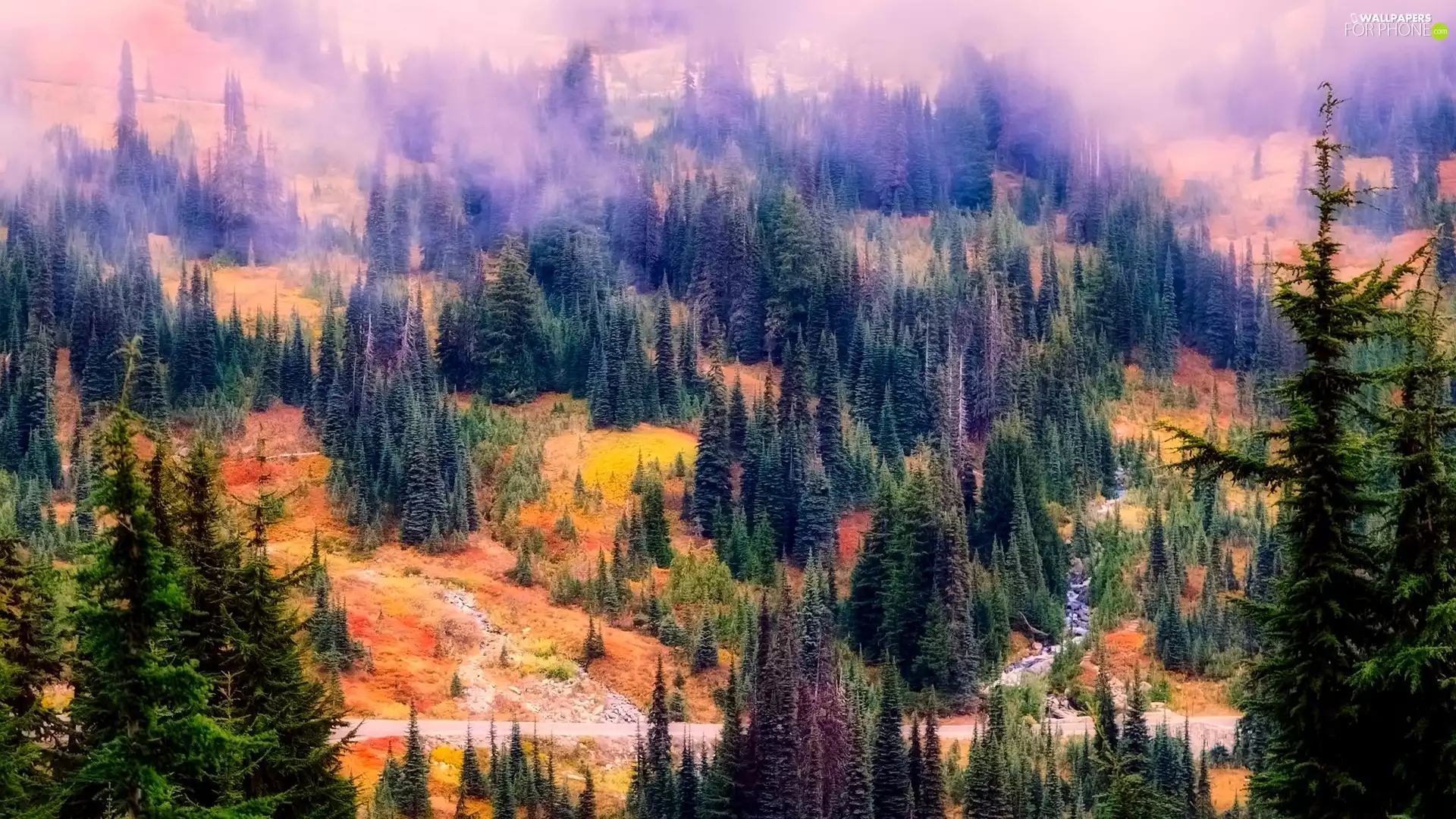 Fog, autumn, trees, viewes, forest