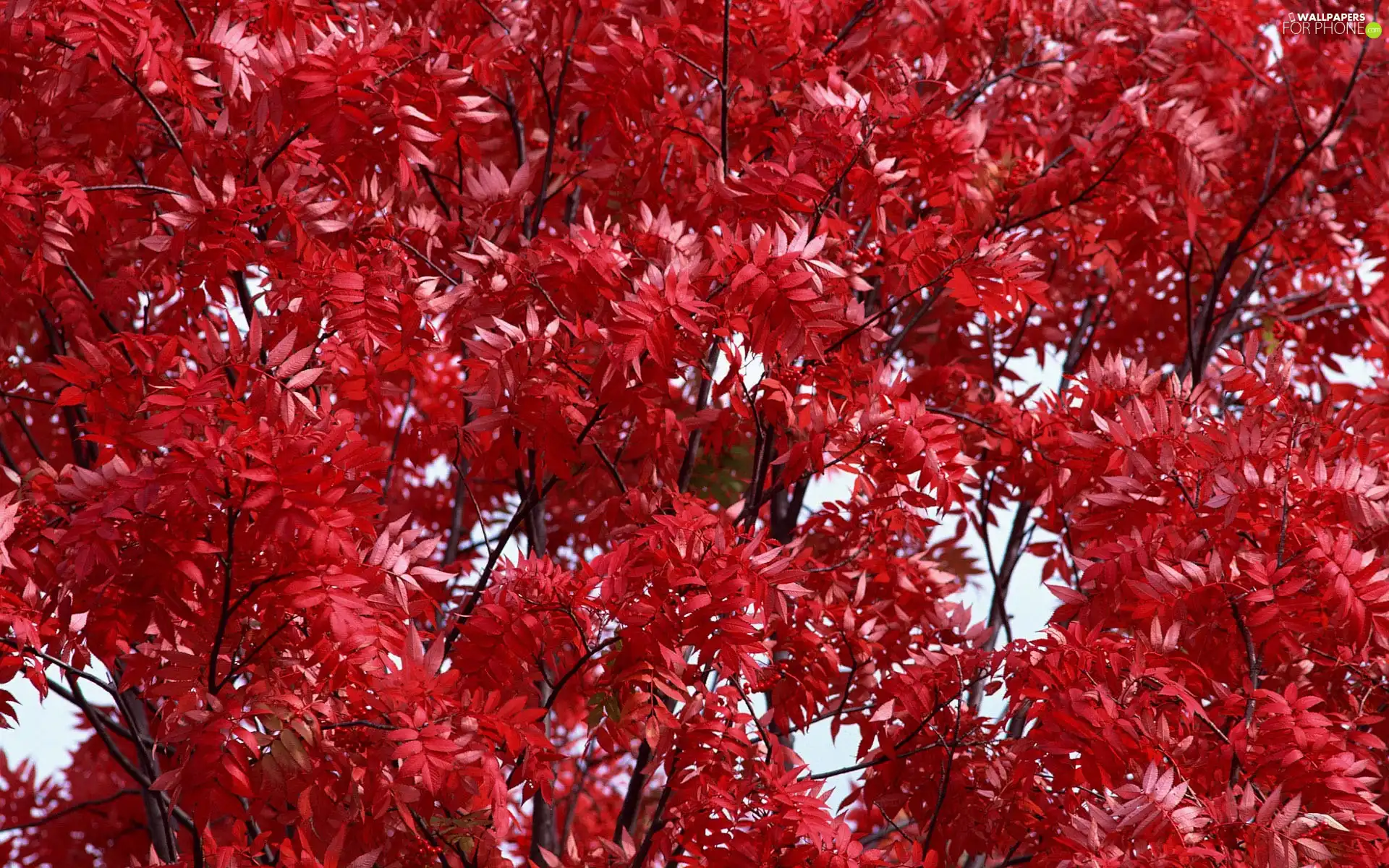 trees, Leaf, autumn, Red