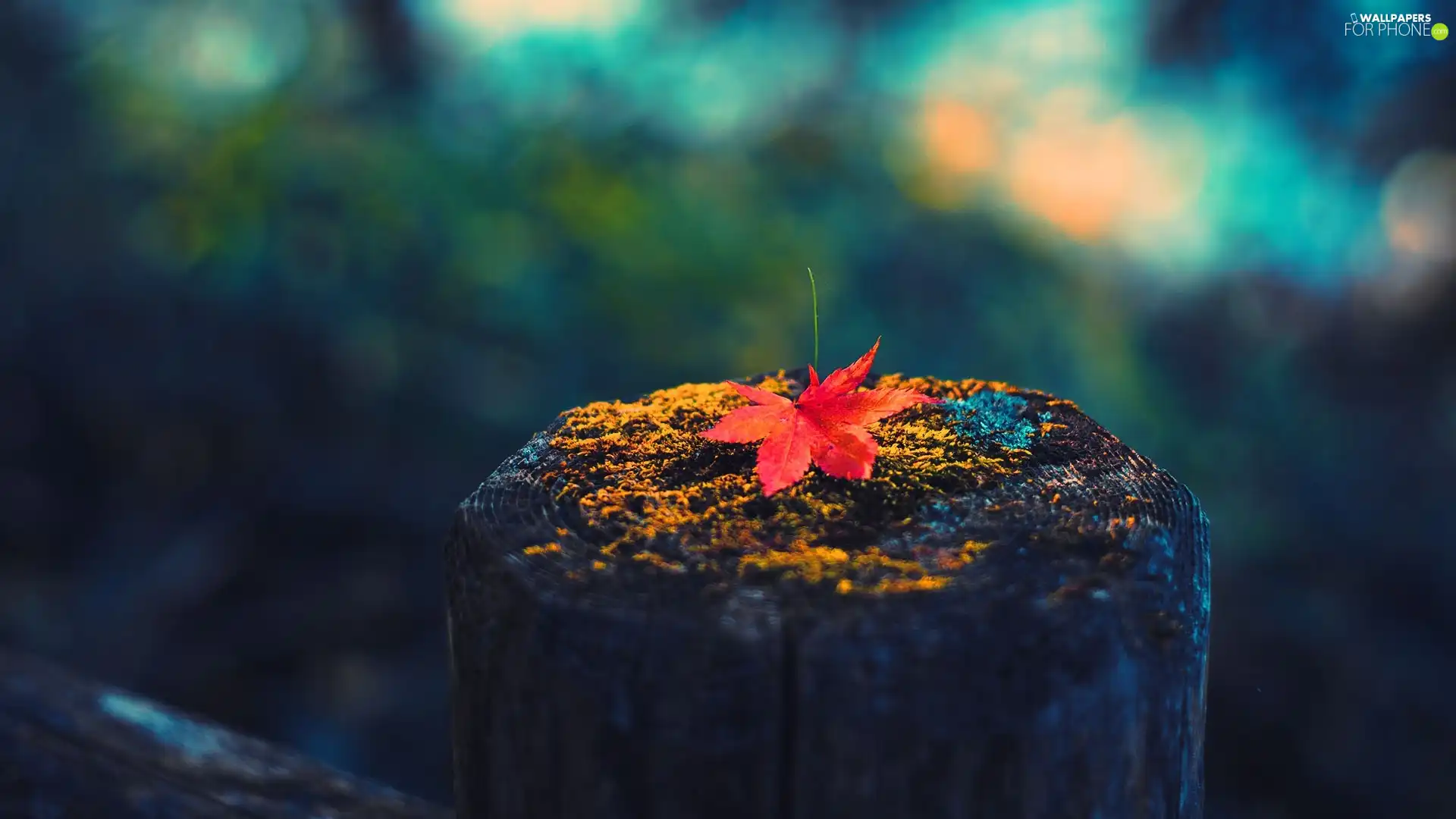 trunk, leaf, autumn, trees