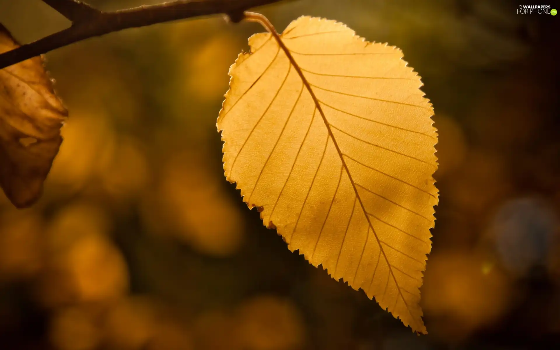 autumn, leaf, twig