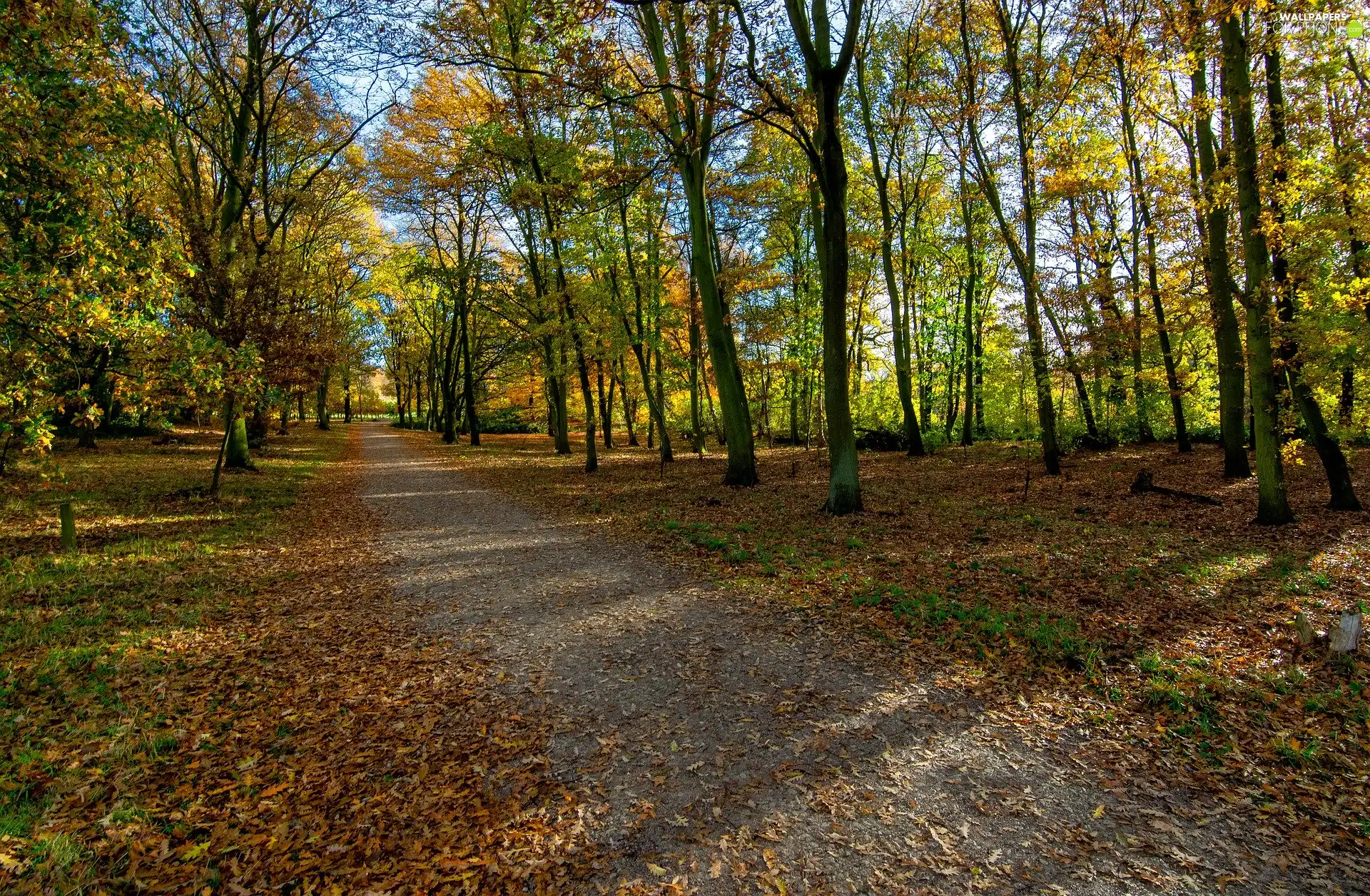 Way, trees, Leaf, autumn, fallen, viewes