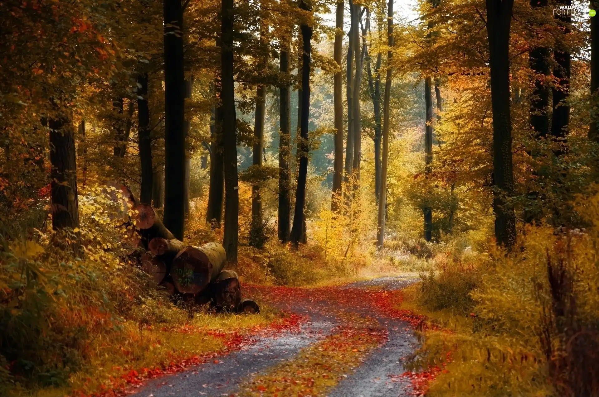 autumn, forest, Way