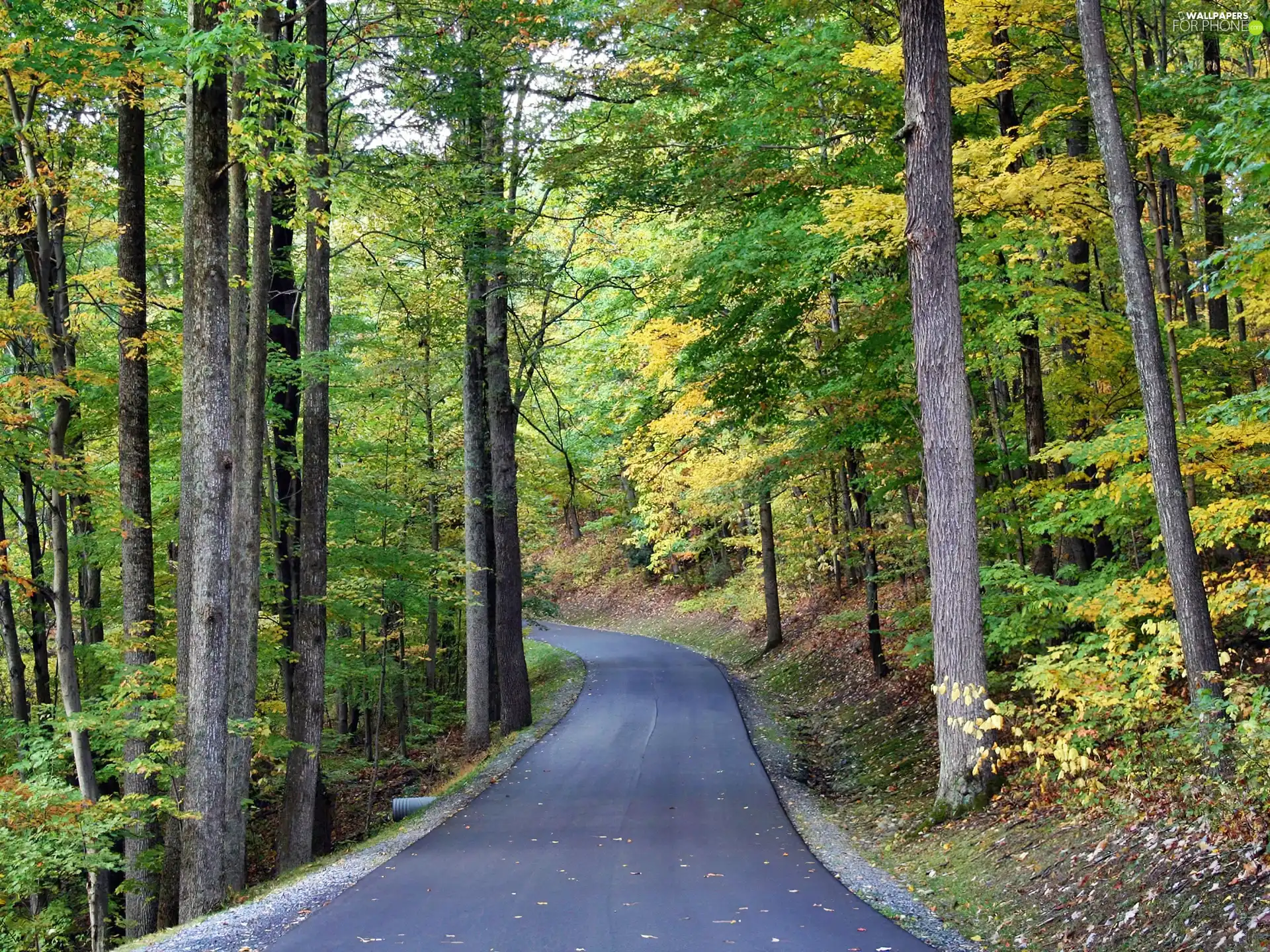 Way, forest, autumn, by