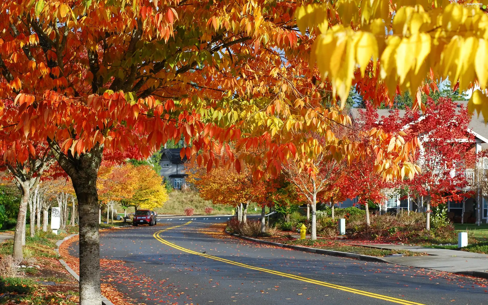 Way, viewes, autumn, trees