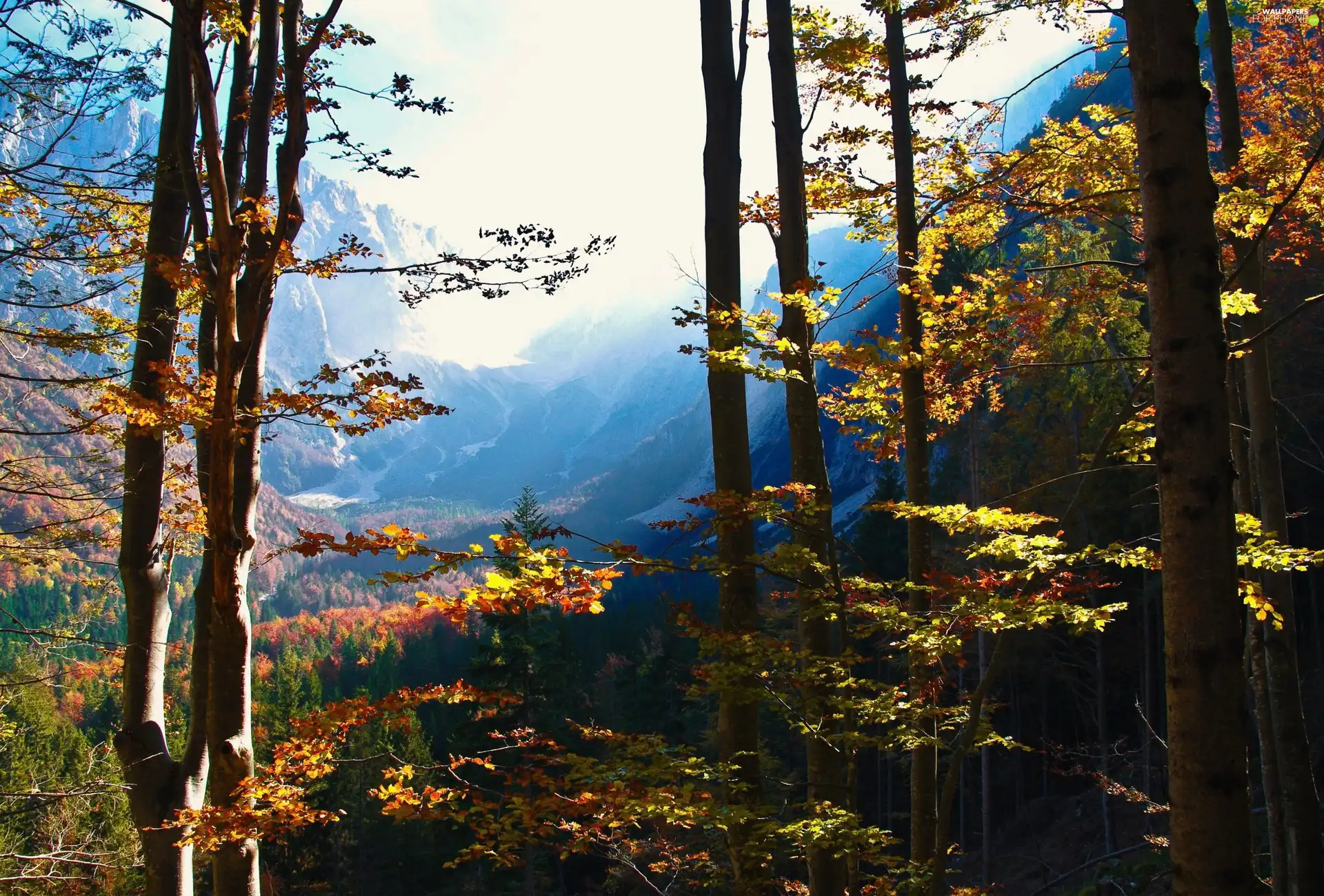 autumn, Mountains, woods