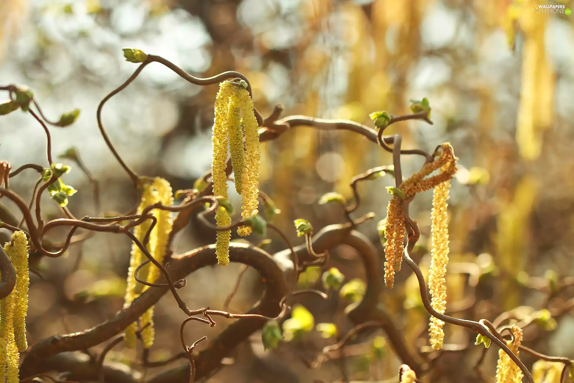 European Hazel, Corylus Avellana