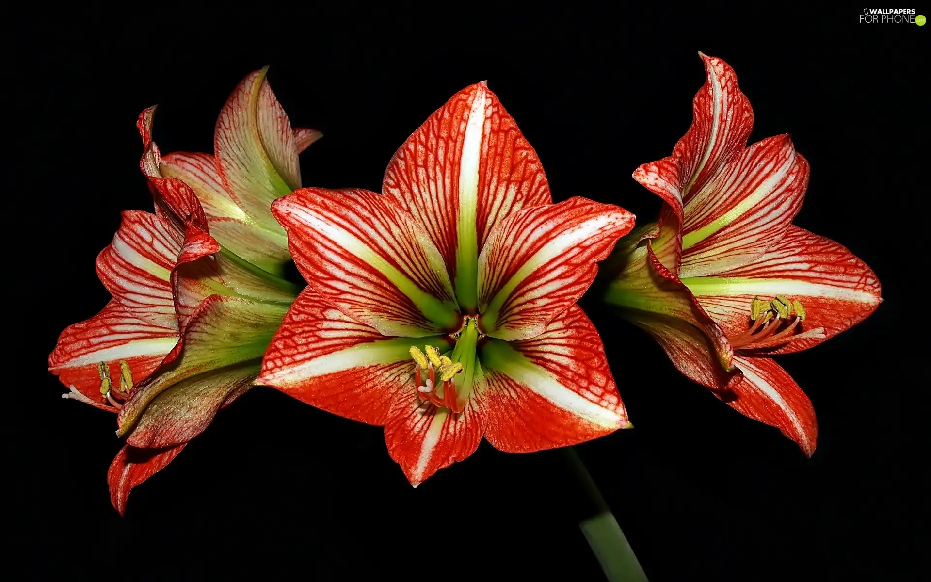 amaryllis, Black, background, Red